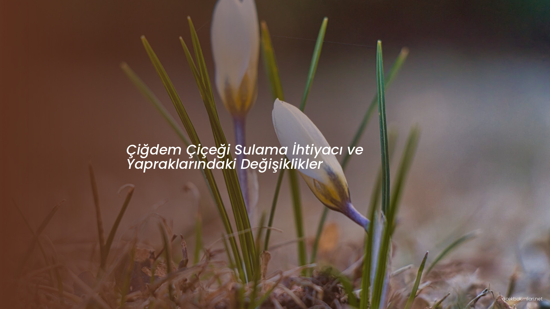 Çiğdem Çiçeği Sulama İhtiyacı ve Yapraklarındaki Değişiklikler