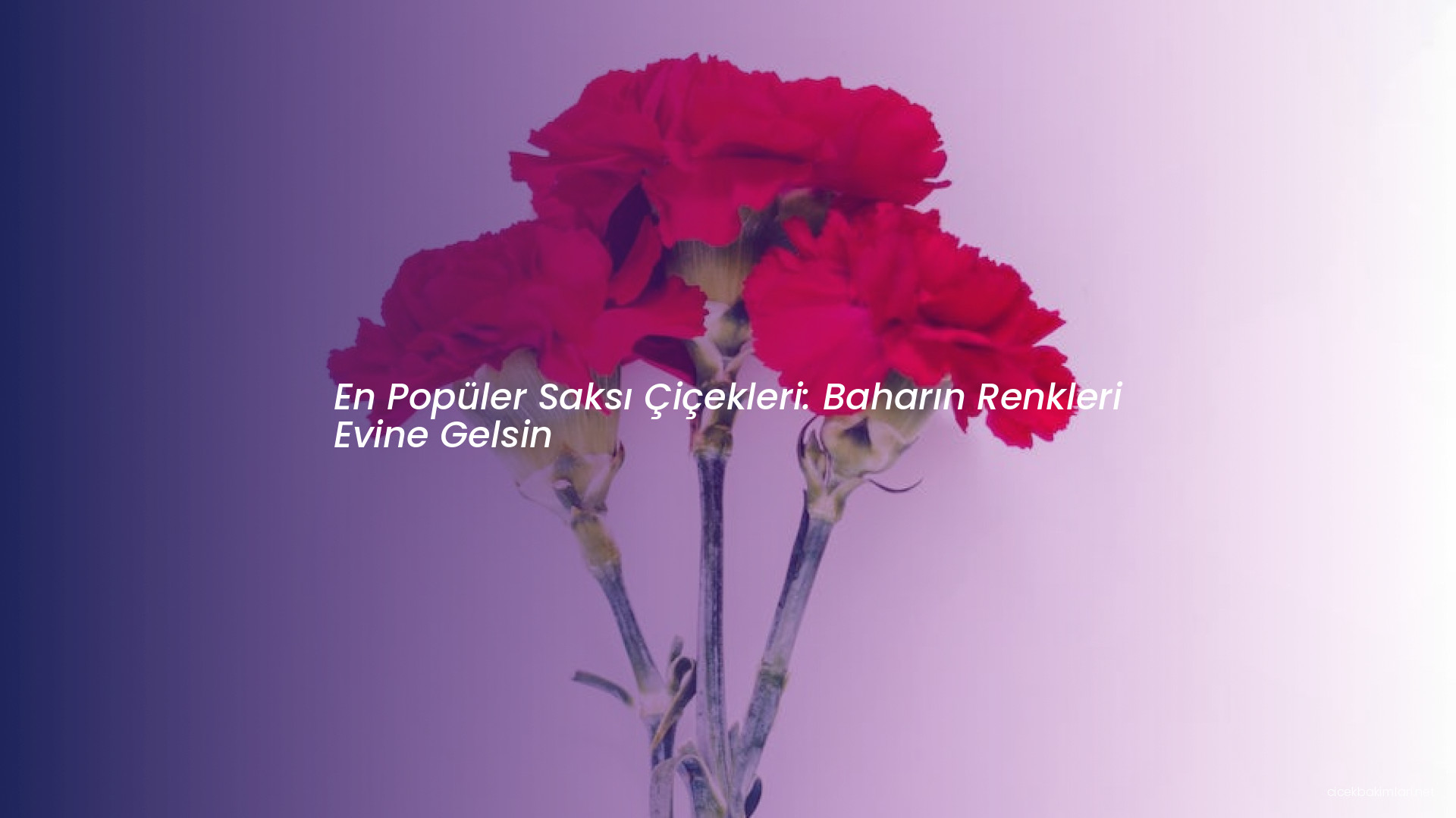 En Popüler Saksı Çiçekleri: Baharın Renkleri Evine Gelsin