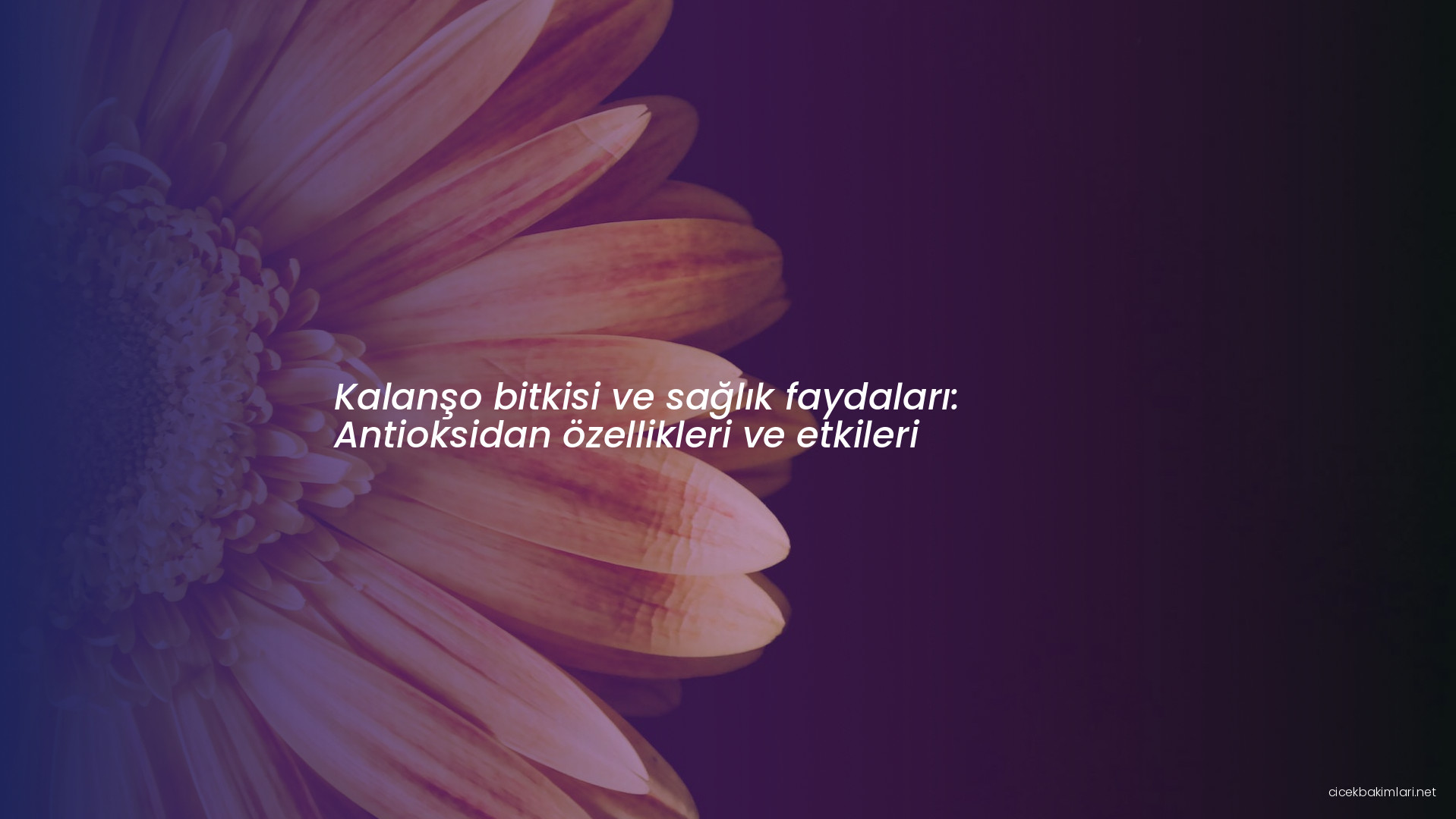 Kalanşo bitkisi ve sağlık faydaları: Antioksidan özellikleri ve etkileri