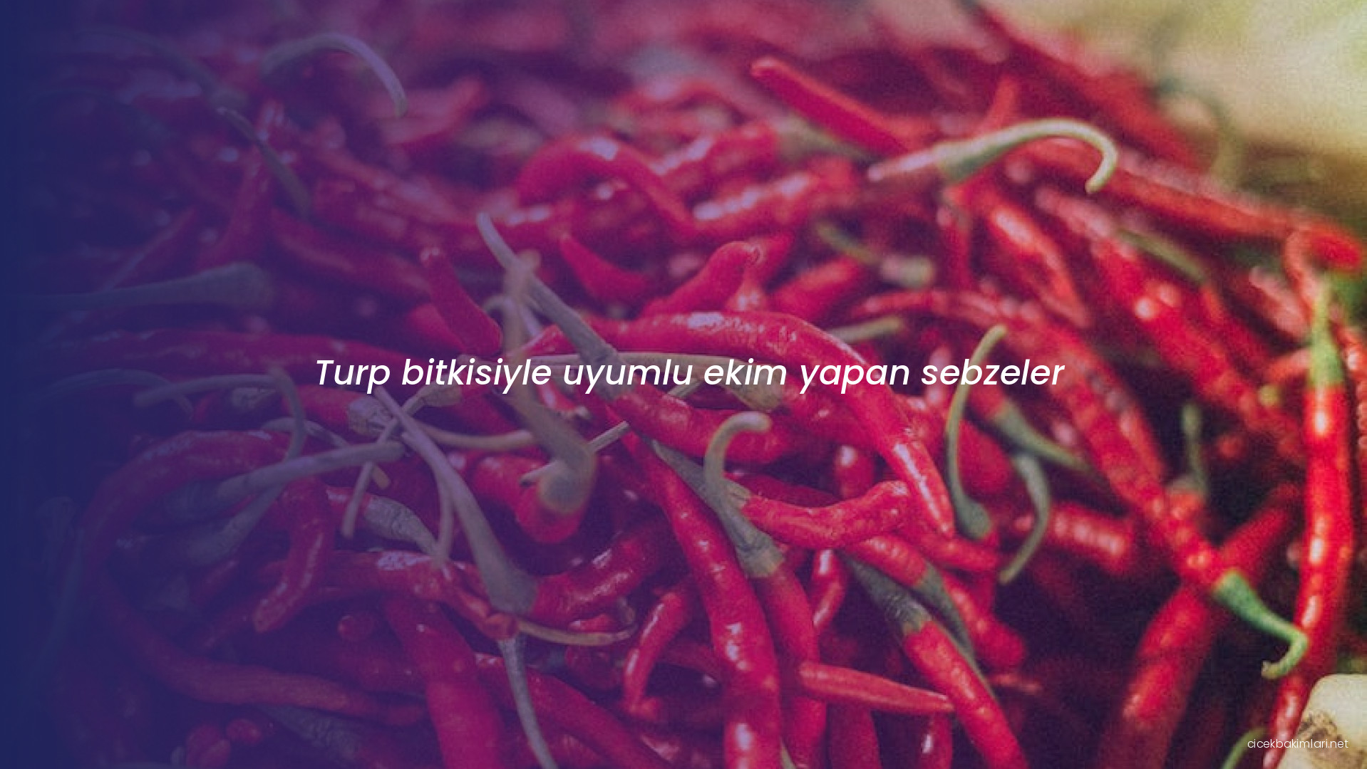 Turp bitkisiyle uyumlu ekim yapan sebzeler