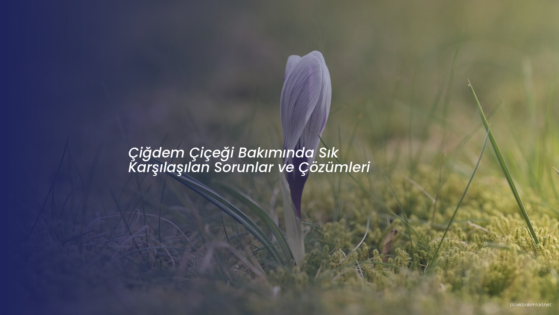 Çiğdem Çiçeği Bakımında Sık Karşılaşılan Sorunlar ve Çözümleri