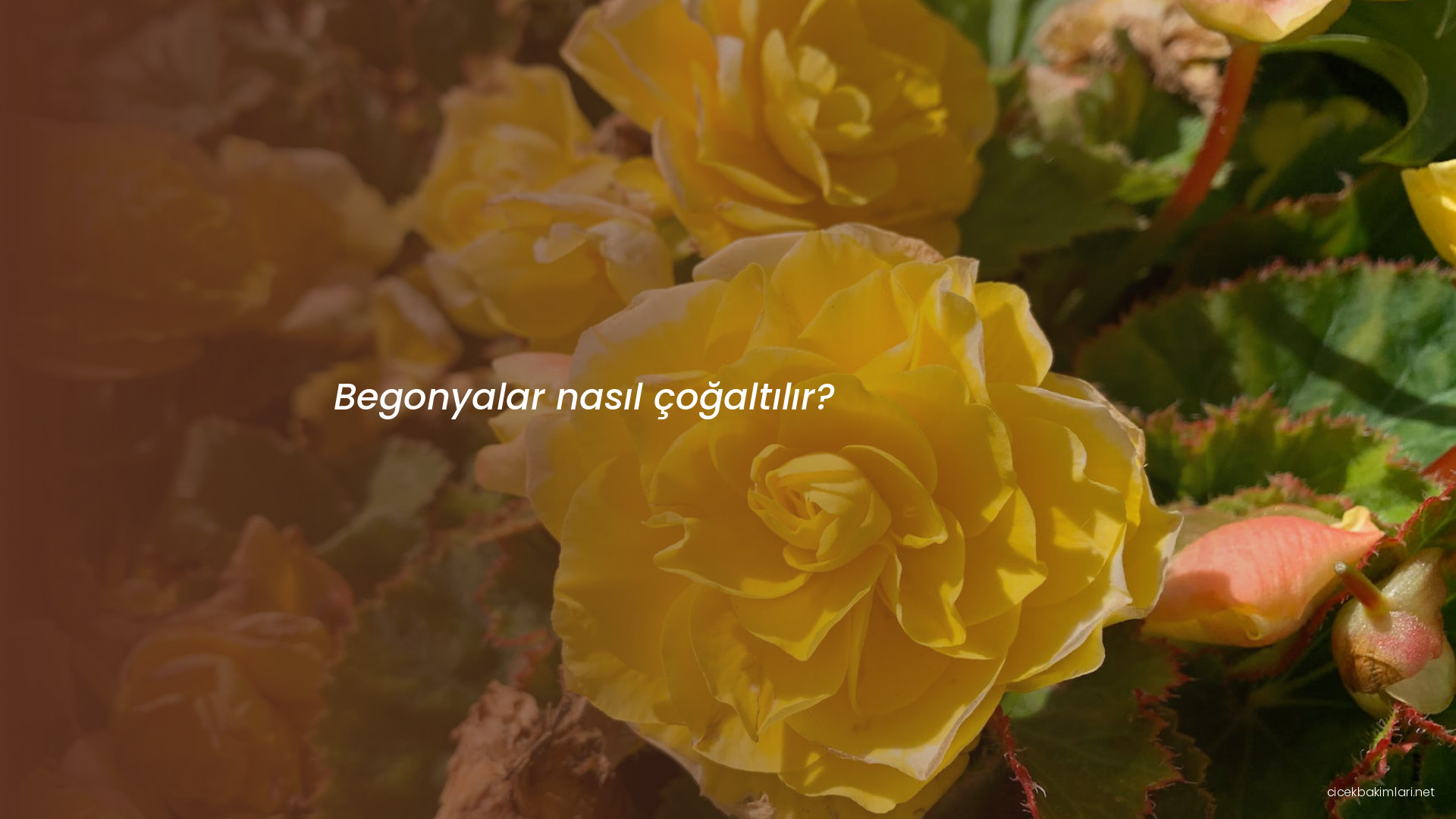 Begonyalar nasıl çoğaltılır?