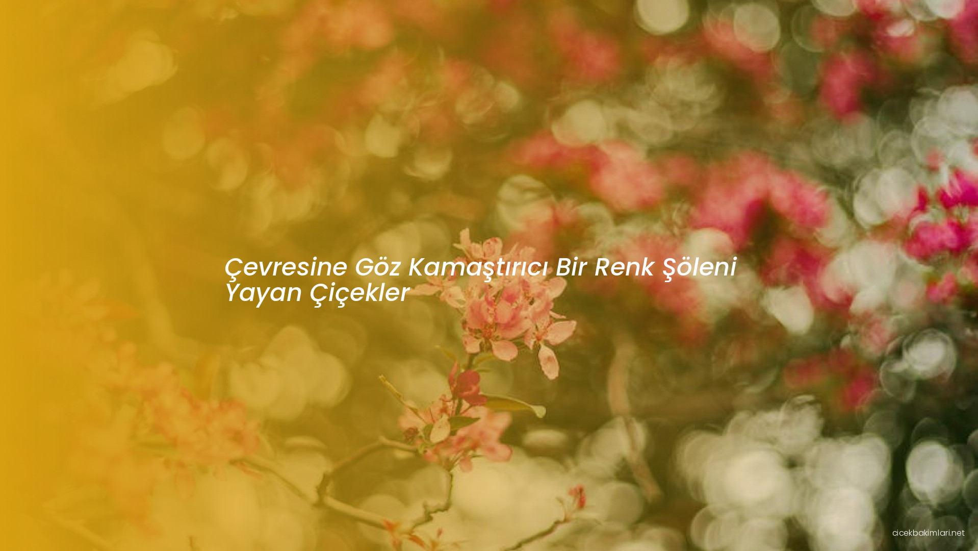 Çevresine Göz Kamaştırıcı Bir Renk Şöleni Yayan Çiçekler