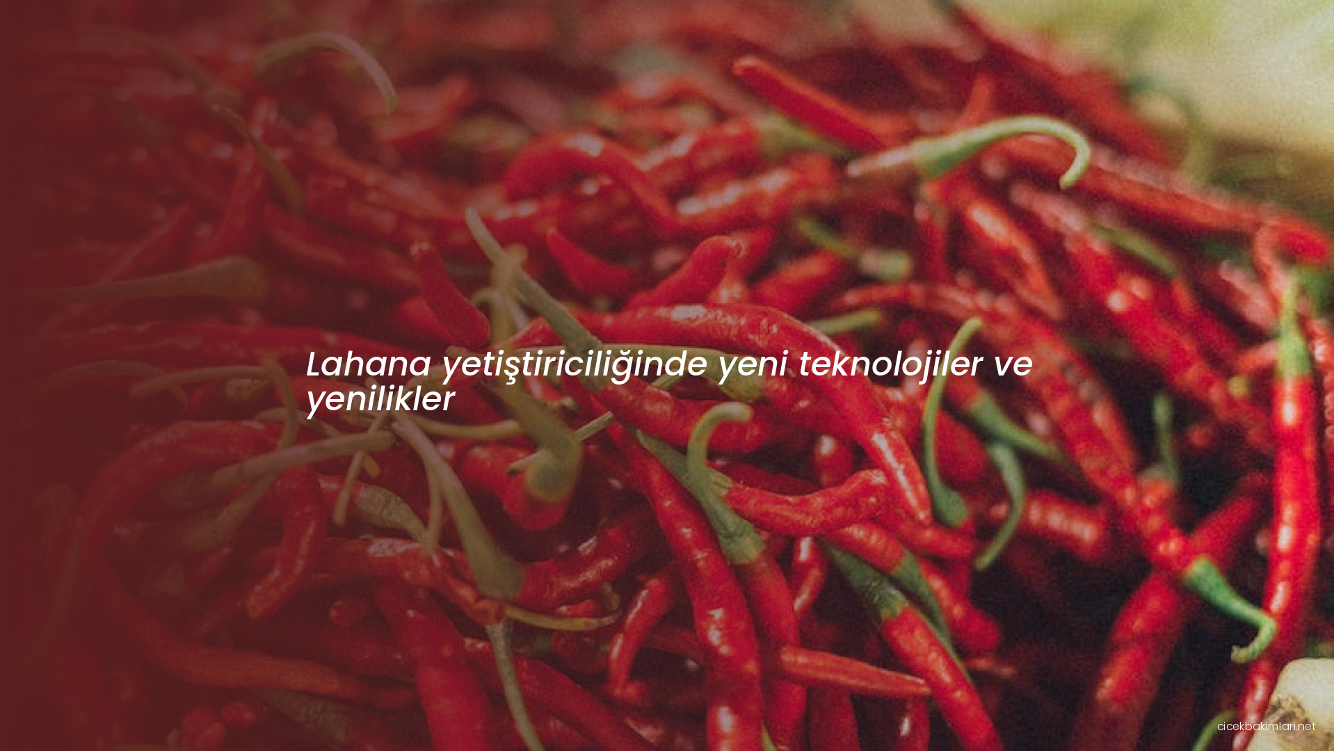 Lahana yetiştiriciliğinde yeni teknolojiler ve yenilikler