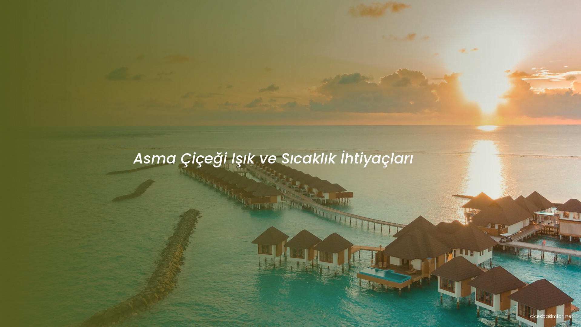 Asma Çiçeği Işık ve Sıcaklık İhtiyaçları