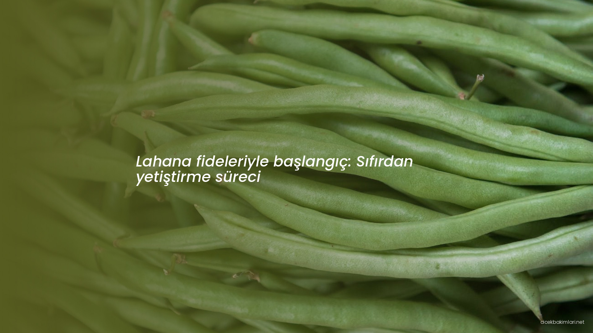 Lahana fideleriyle başlangıç: Sıfırdan yetiştirme süreci