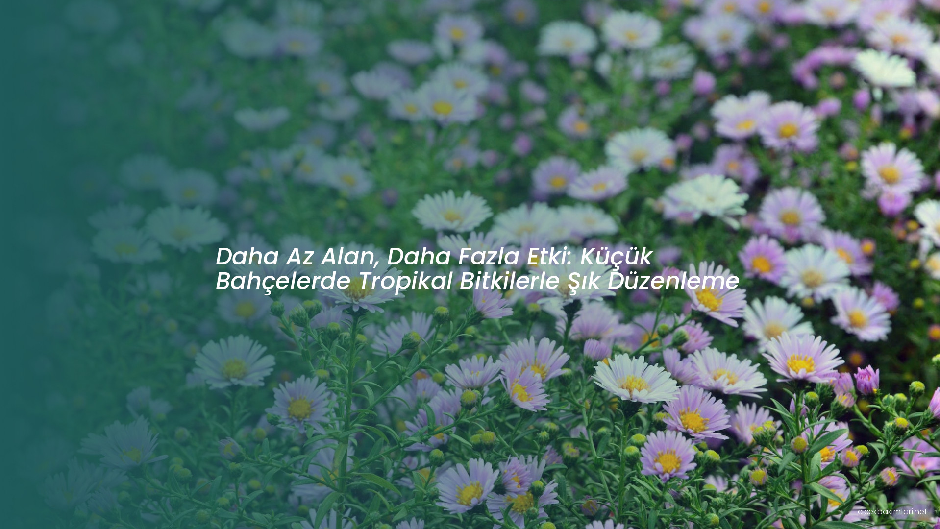 Daha Az Alan, Daha Fazla Etki: Küçük Bahçelerde Tropikal Bitkilerle Şık Düzenleme