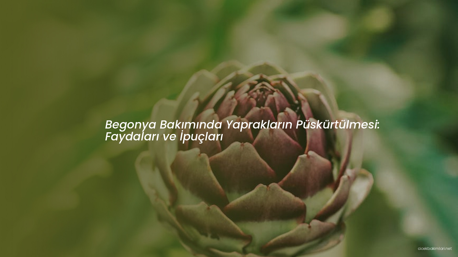 Begonya Bakımında Yaprakların Püskürtülmesi: Faydaları ve İpuçları