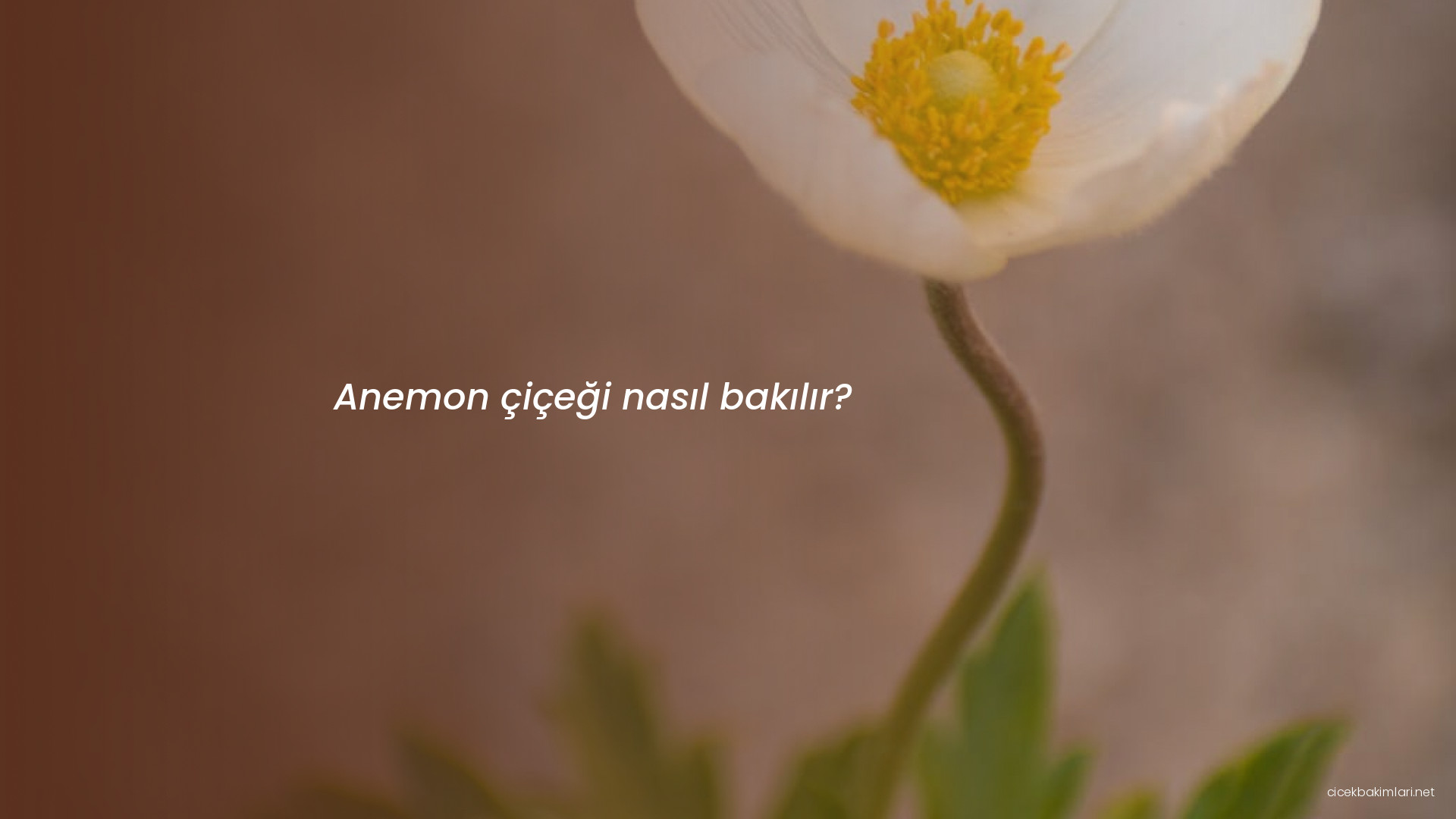 Anemon çiçeği nasıl bakılır?