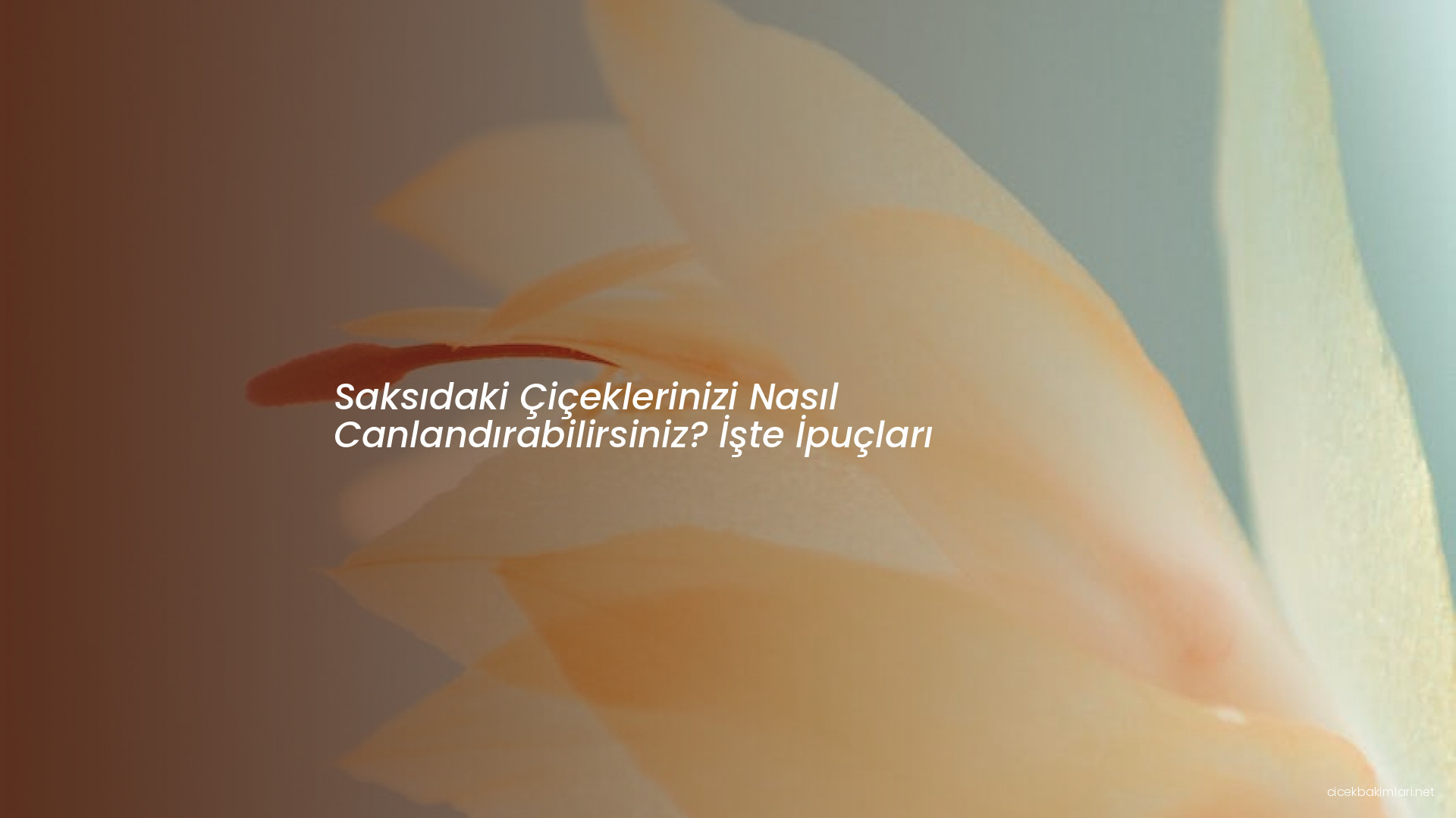 Saksıdaki Çiçeklerinizi Nasıl Canlandırabilirsiniz? İşte İpuçları