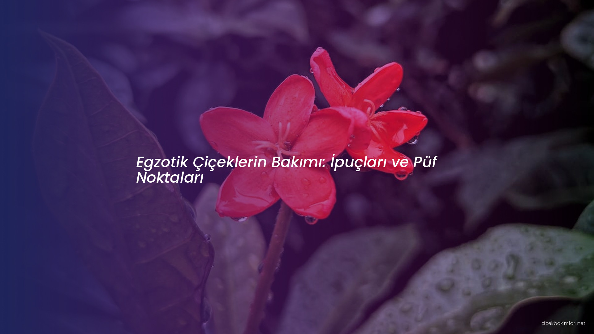 Egzotik Çiçeklerin Bakımı: İpuçları ve Püf Noktaları