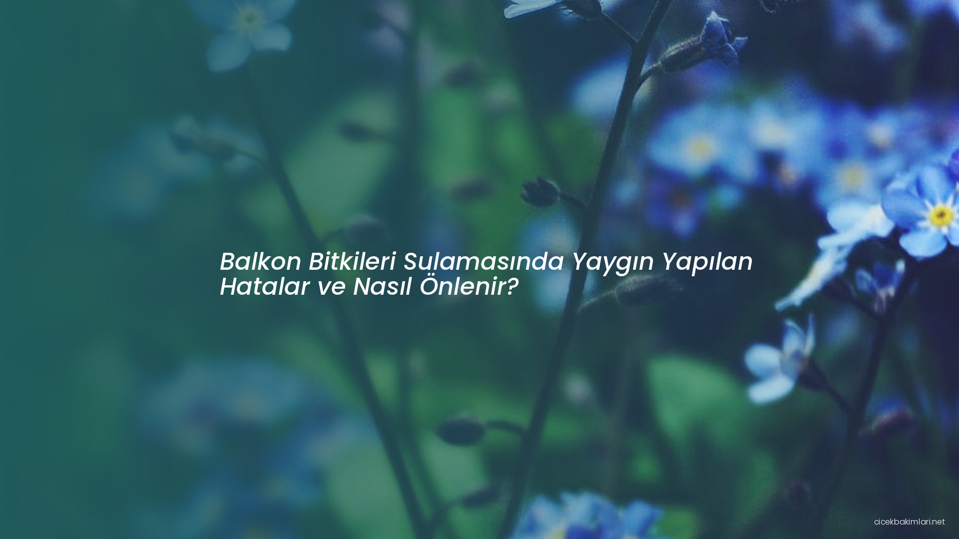 Balkon Bitkileri Sulamasında Yaygın Yapılan Hatalar ve Nasıl Önlenir?