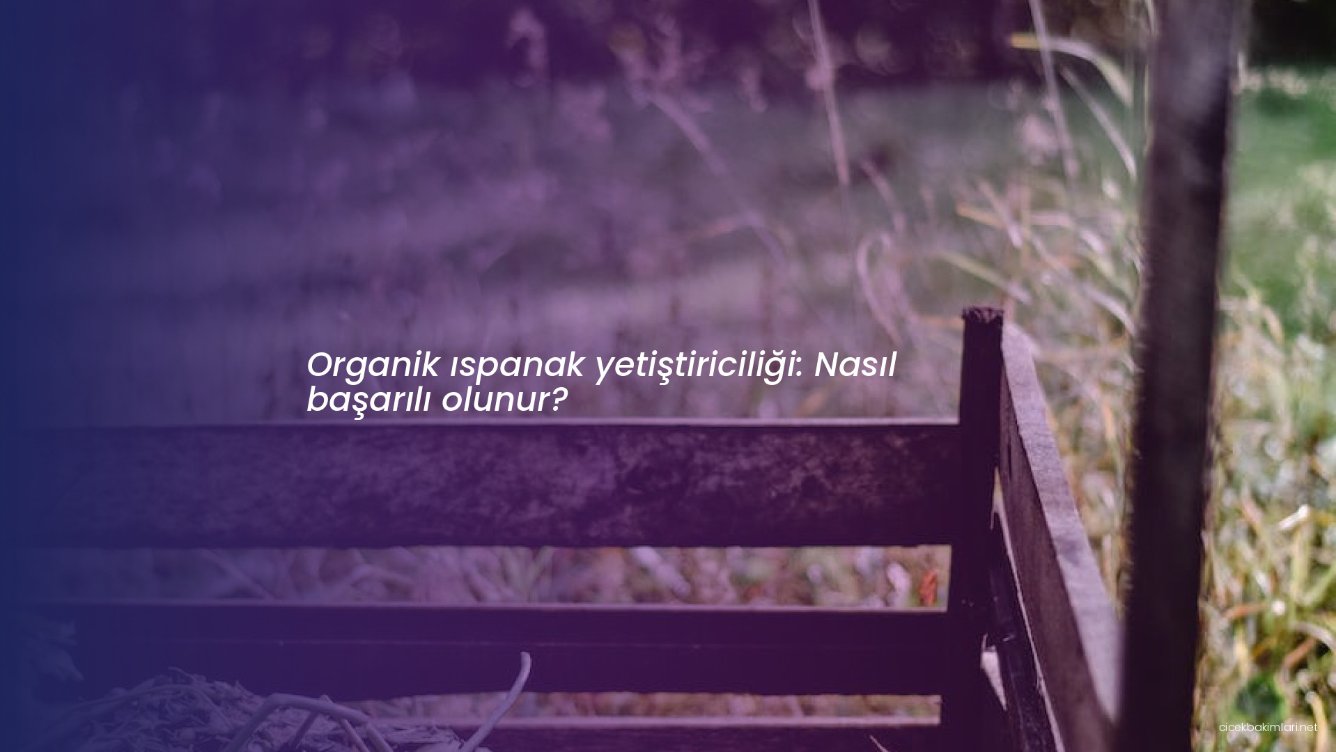 Organik ıspanak yetiştiriciliği: Nasıl başarılı olunur?