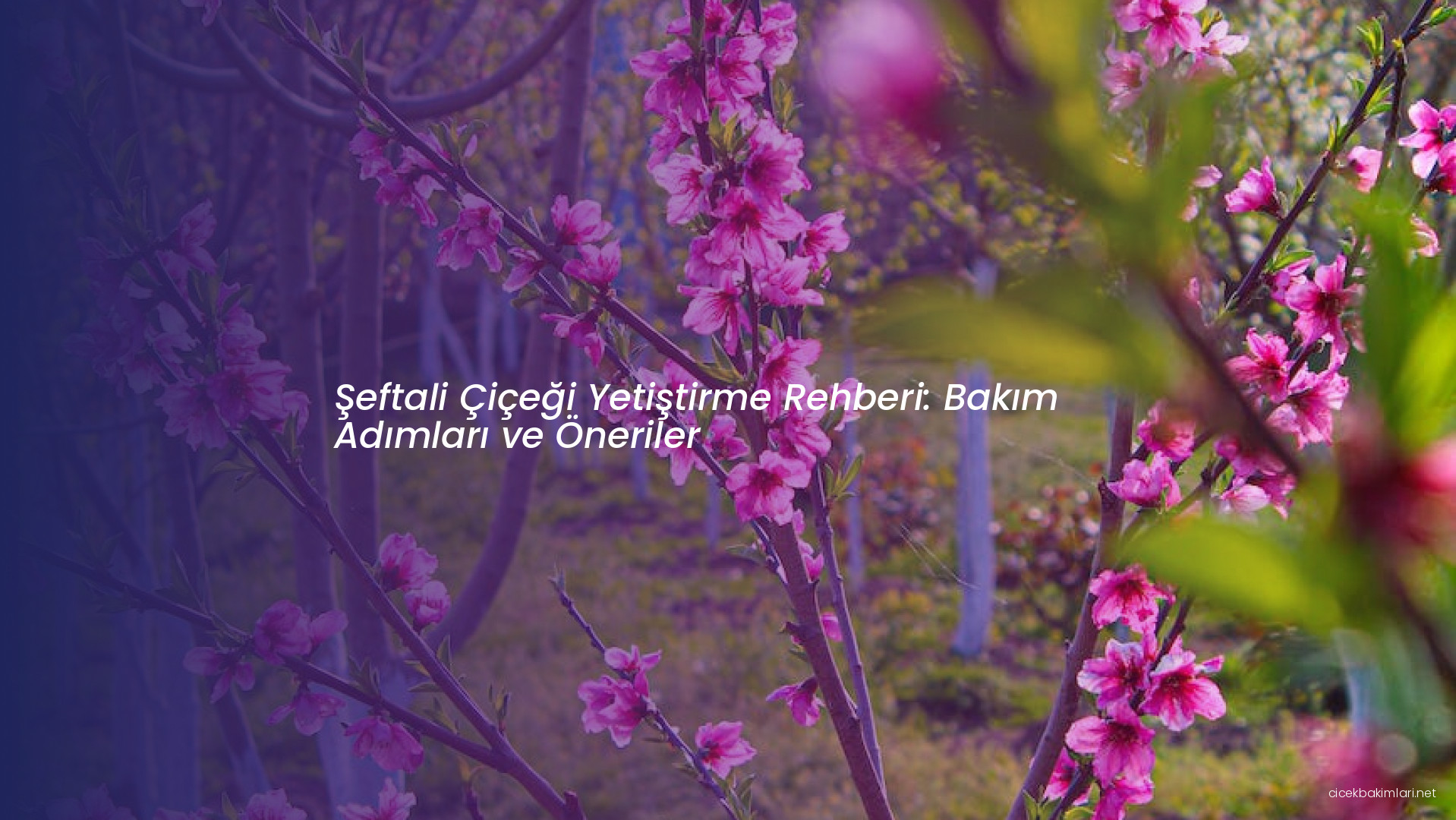 Şeftali Çiçeği Yetiştirme Rehberi: Bakım Adımları ve Öneriler