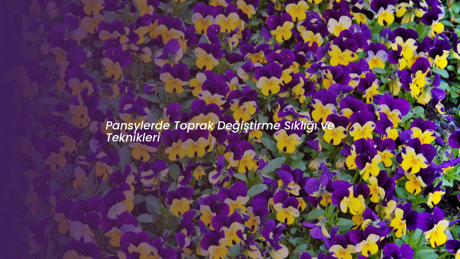 Pansylerde Toprak Değiştirme Sıklığı ve Teknikleri