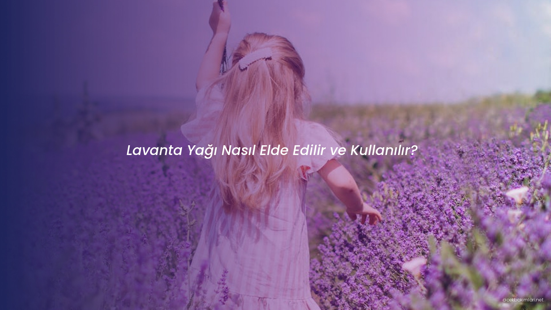 Lavanta Yağı Nasıl Elde Edilir ve Kullanılır?