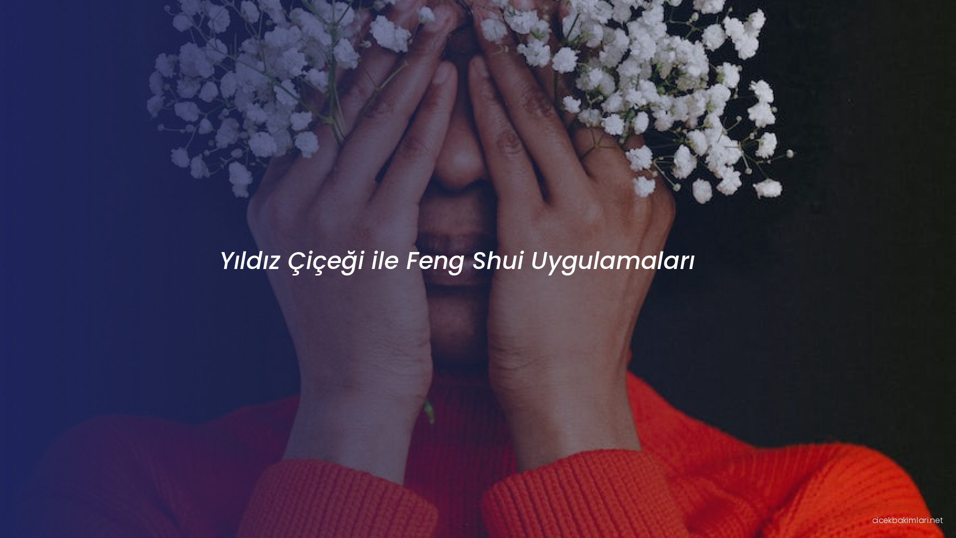 Yıldız Çiçeği ile Feng Shui Uygulamaları