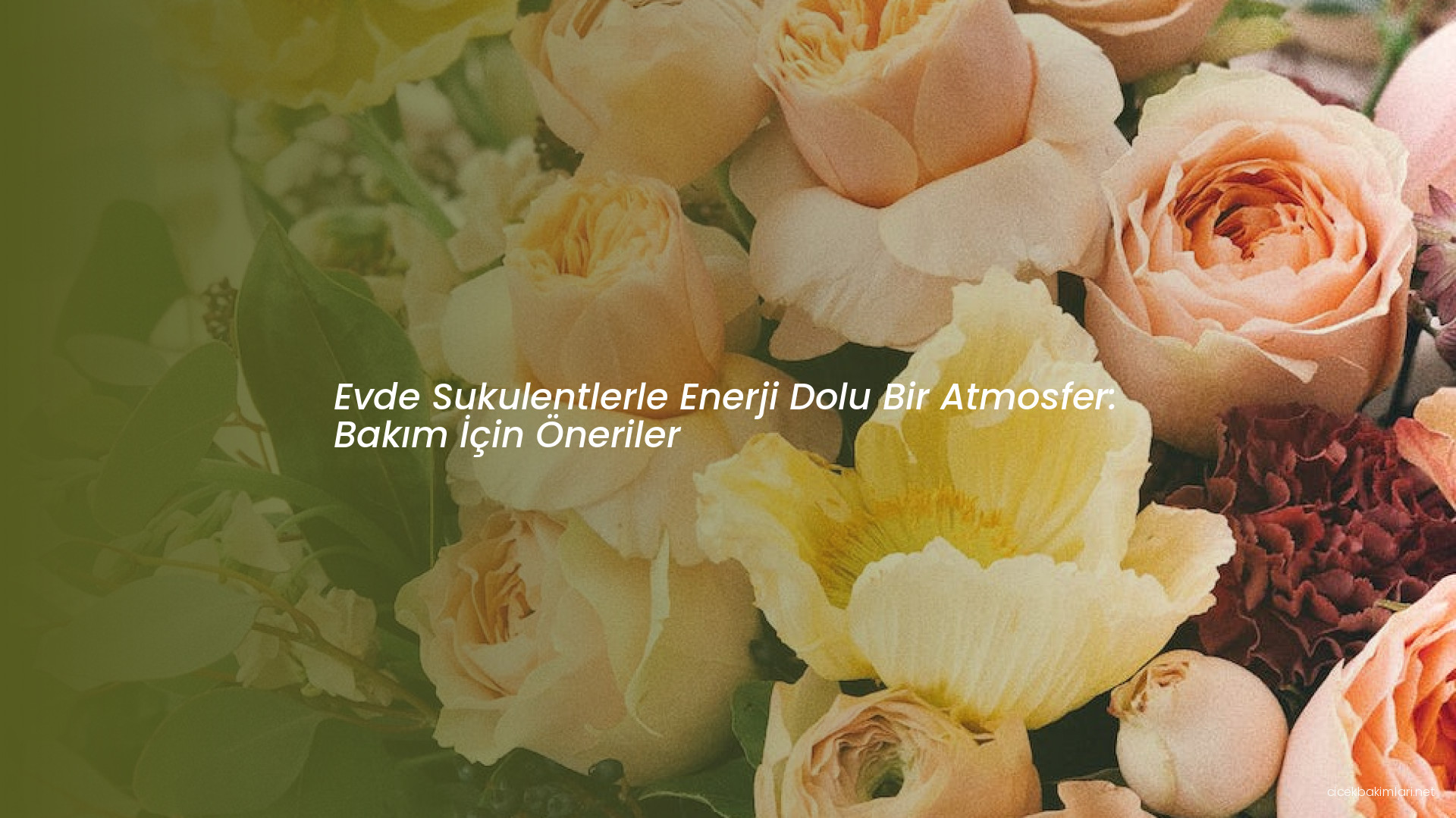 Evde Sukulentlerle Enerji Dolu Bir Atmosfer: Bakım İçin Öneriler