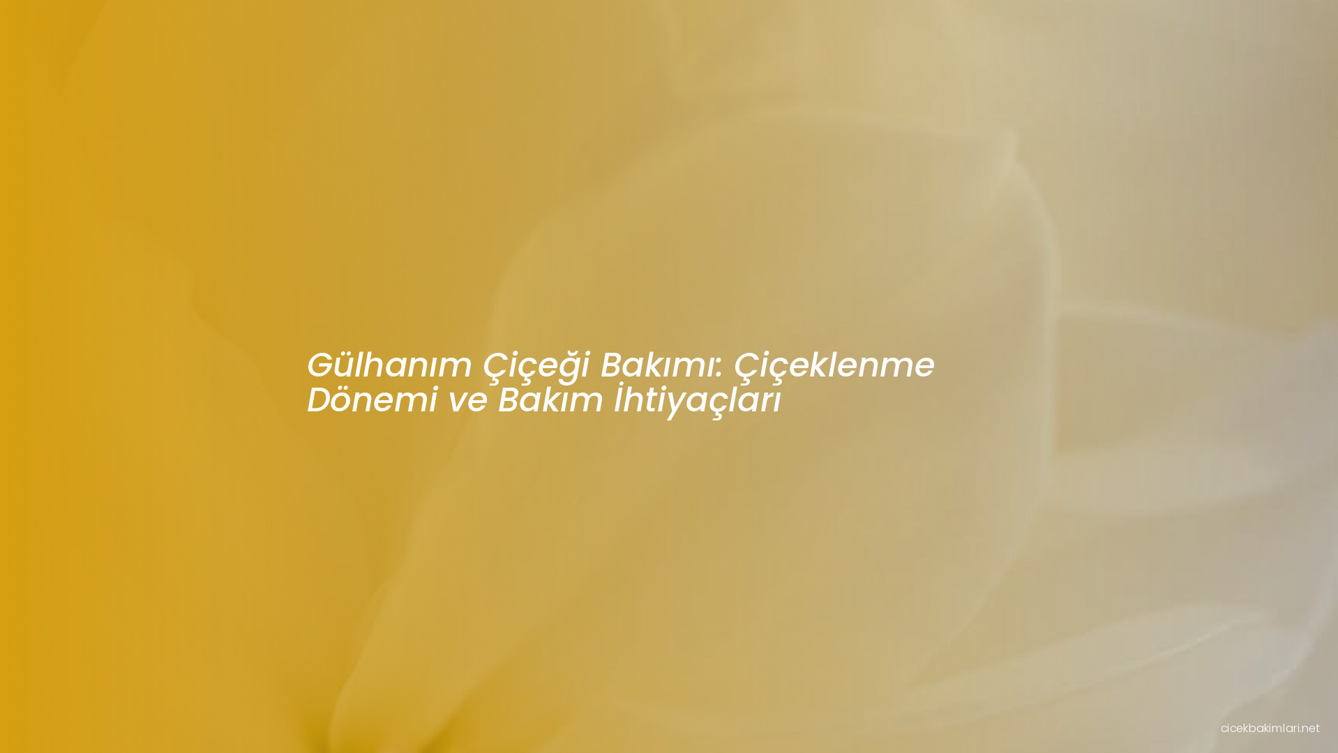 Gülhanım Çiçeği Bakımı: Çiçeklenme Dönemi ve Bakım İhtiyaçları