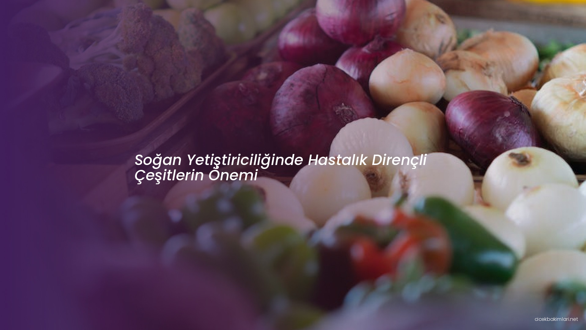 Soğan Yetiştiriciliğinde Hastalık Dirençli Çeşitlerin Önemi