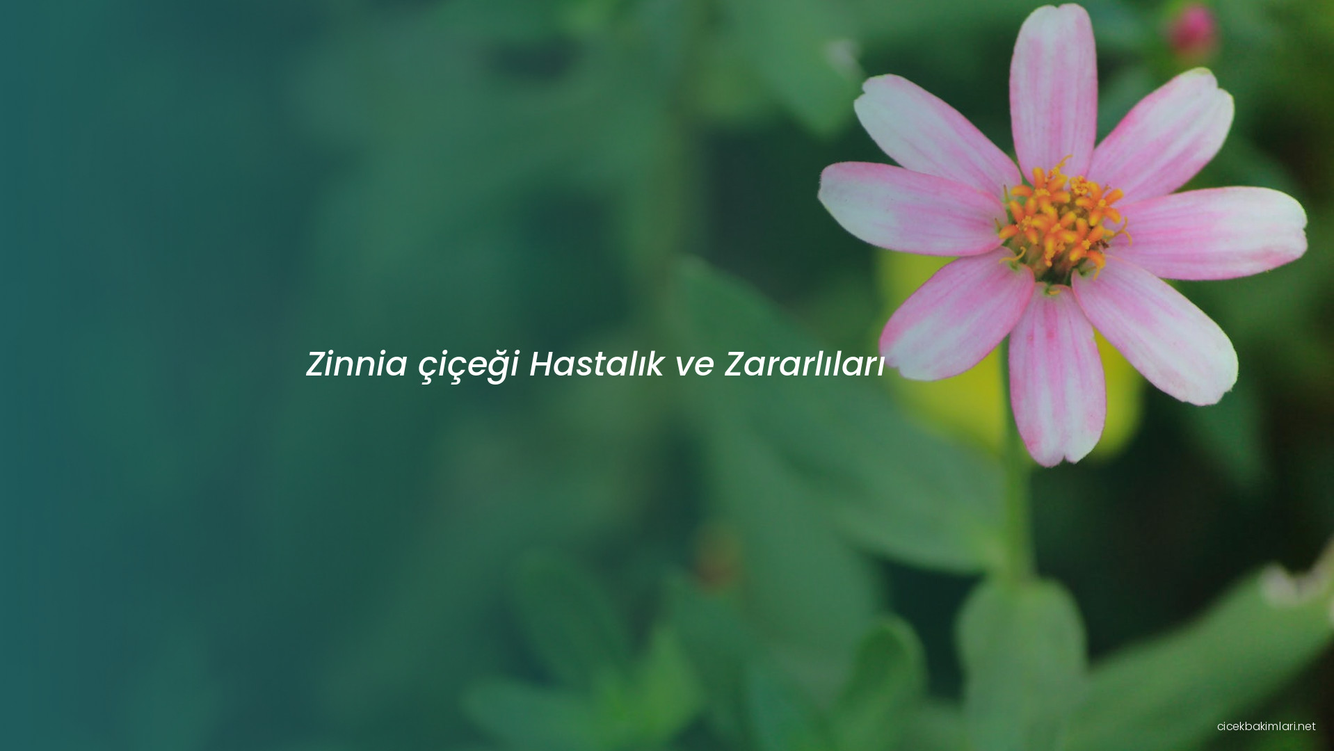 Zinnia çiçeği Hastalık ve Zararlıları