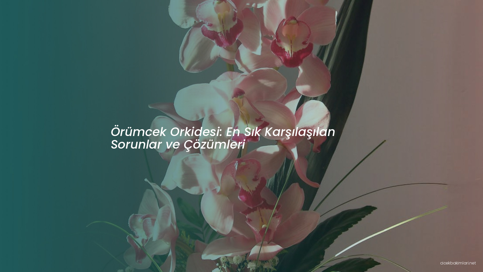 Örümcek Orkidesi: En Sık Karşılaşılan Sorunlar ve Çözümleri