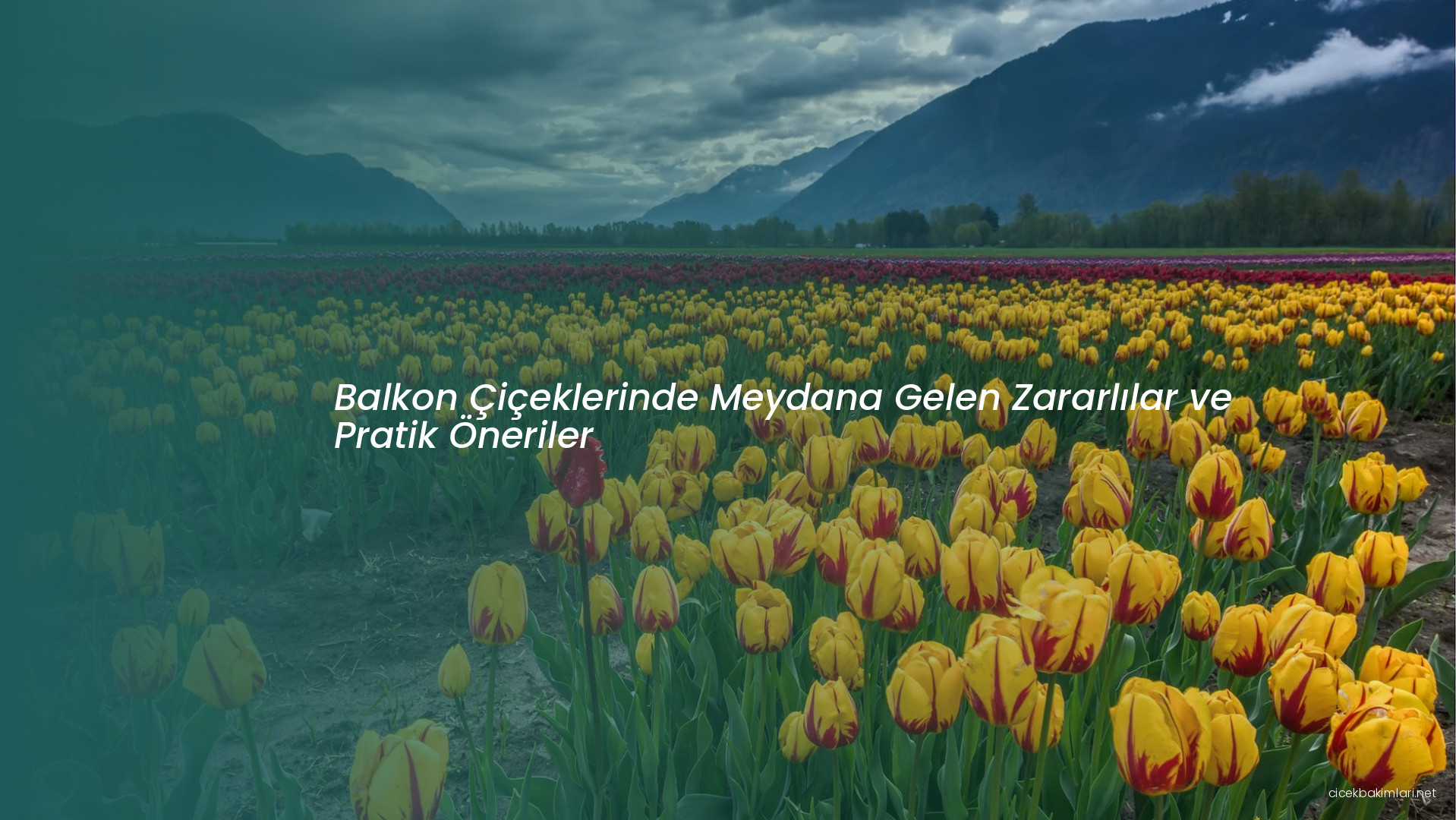 Balkon Çiçeklerinde Meydana Gelen Zararlılar ve Pratik Öneriler