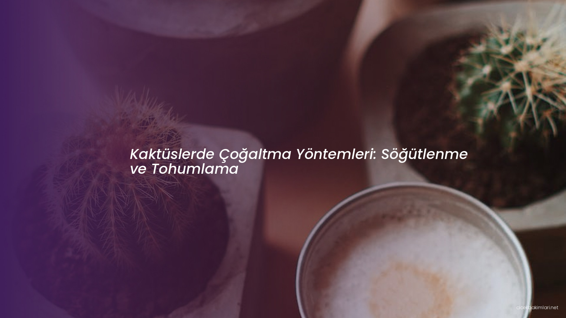 Kaktüslerde Çoğaltma Yöntemleri: Söğütlenme ve Tohumlama