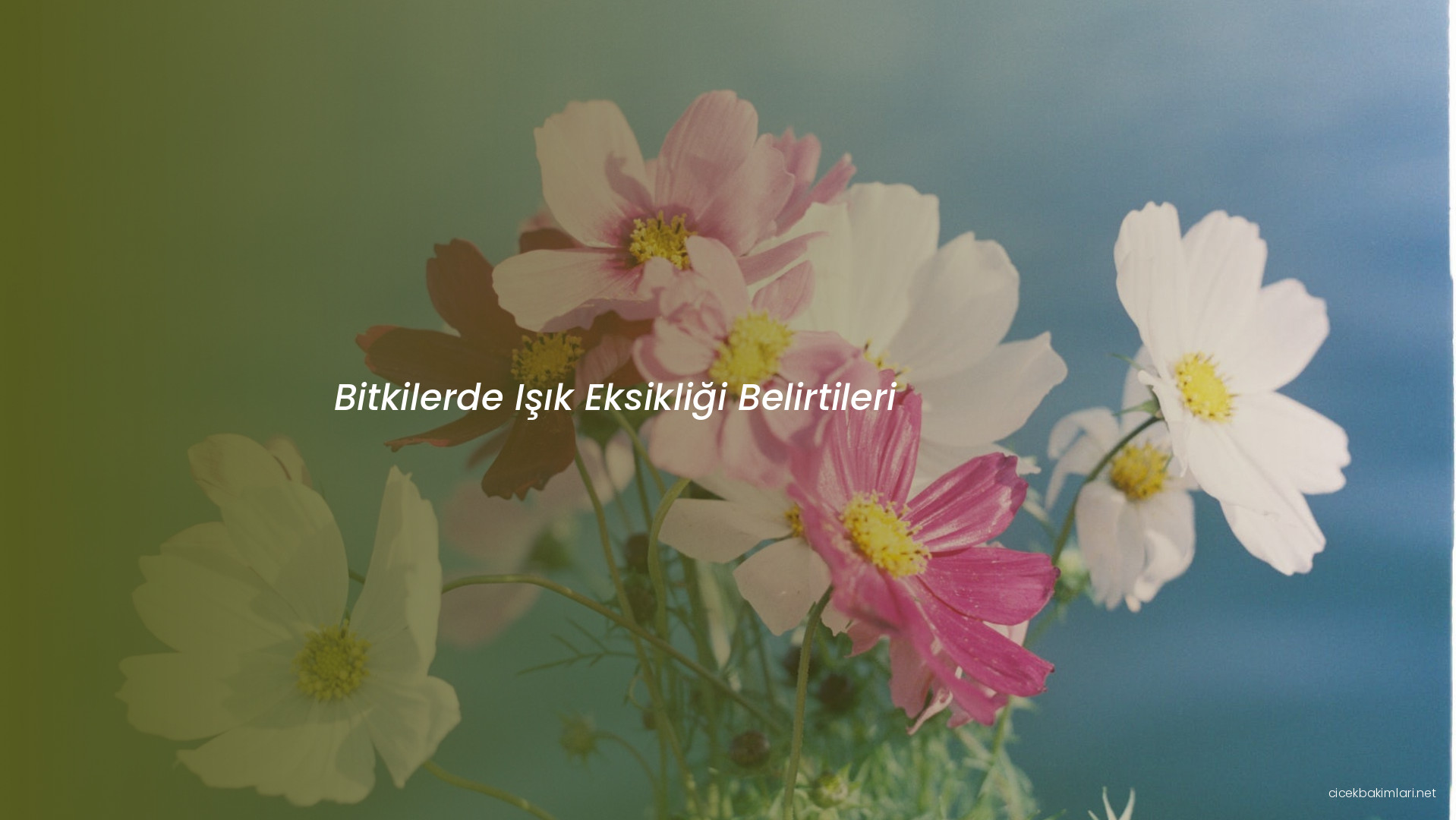 Bitkilerde Işık Eksikliği Belirtileri