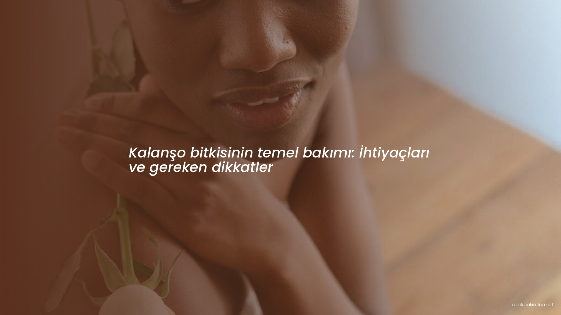 Kalanşo bitkisinin temel bakımı: İhtiyaçları ve gereken dikkatler