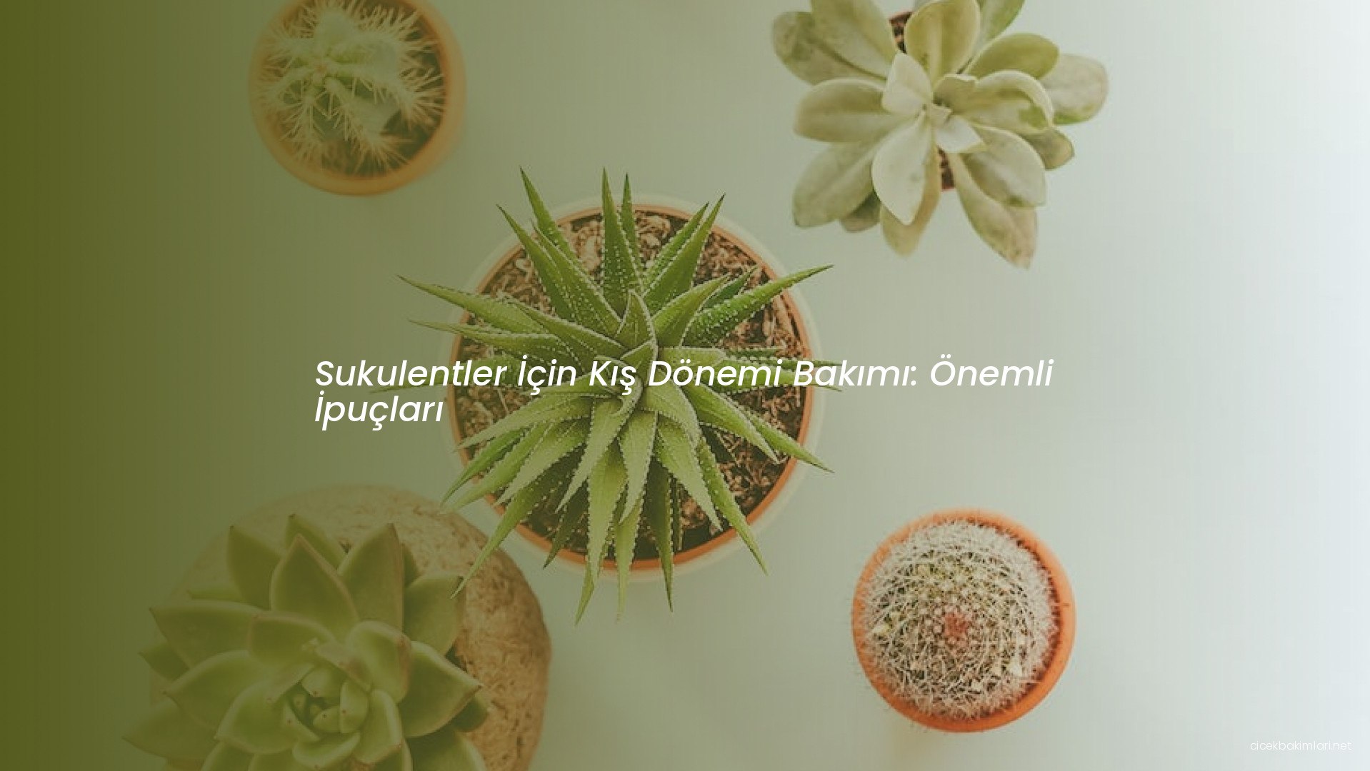 Sukulentler İçin Kış Dönemi Bakımı: Önemli İpuçları