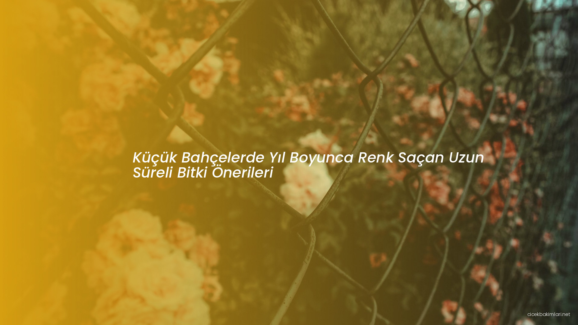 Küçük Bahçelerde Yıl Boyunca Renk Saçan Uzun Süreli Bitki Önerileri