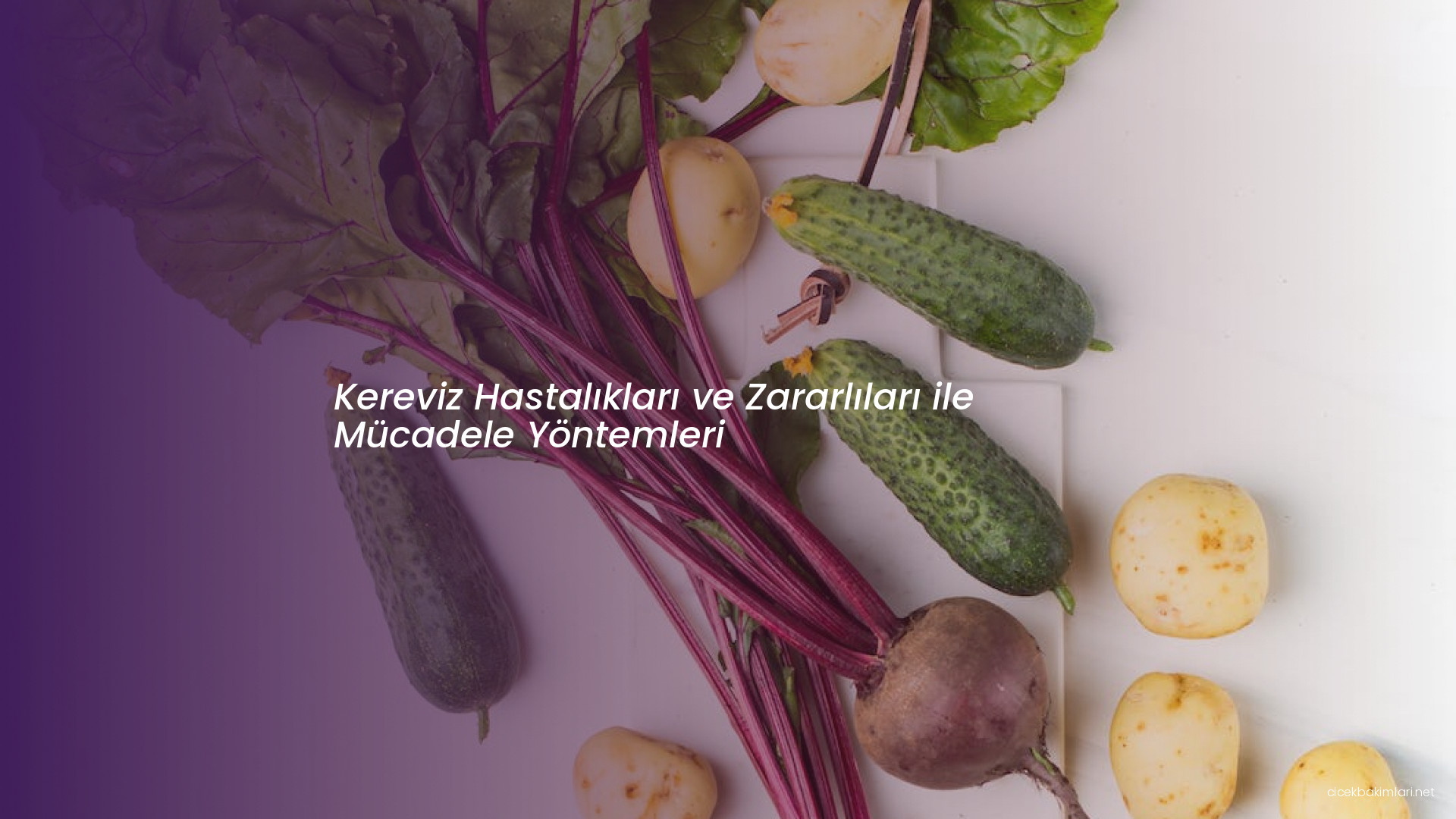 Kereviz Hastalıkları ve Zararlıları ile Mücadele Yöntemleri