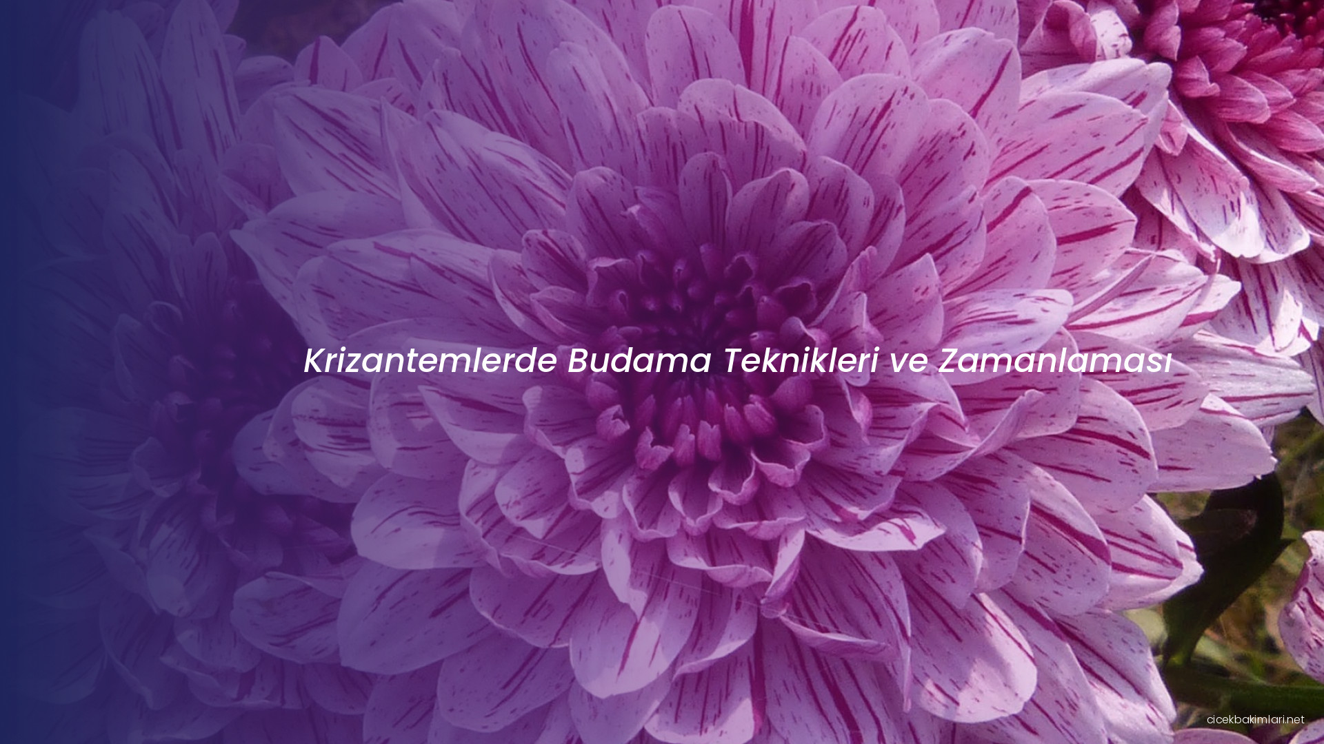Krizantemlerde Budama Teknikleri ve Zamanlaması