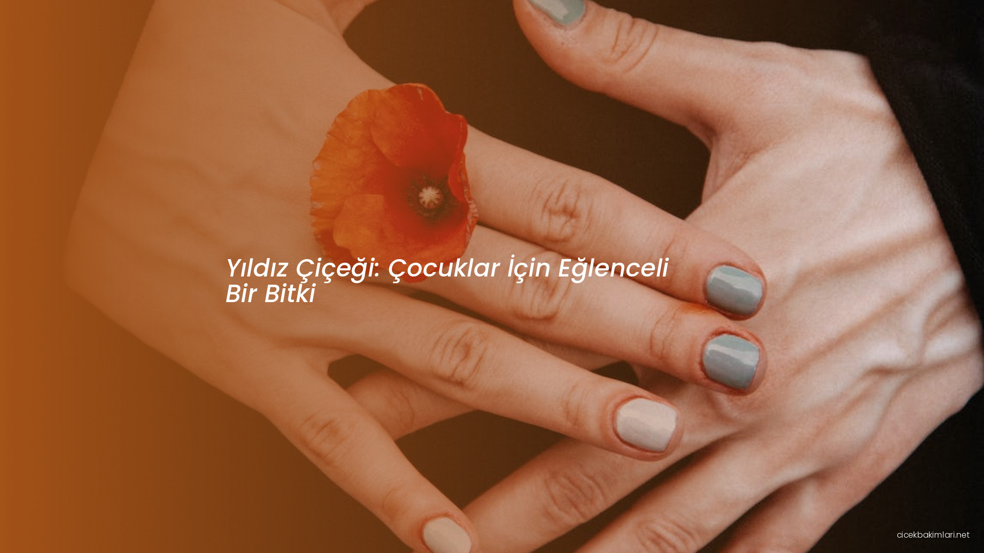 Yıldız Çiçeği: Çocuklar İçin Eğlenceli Bir Bitki