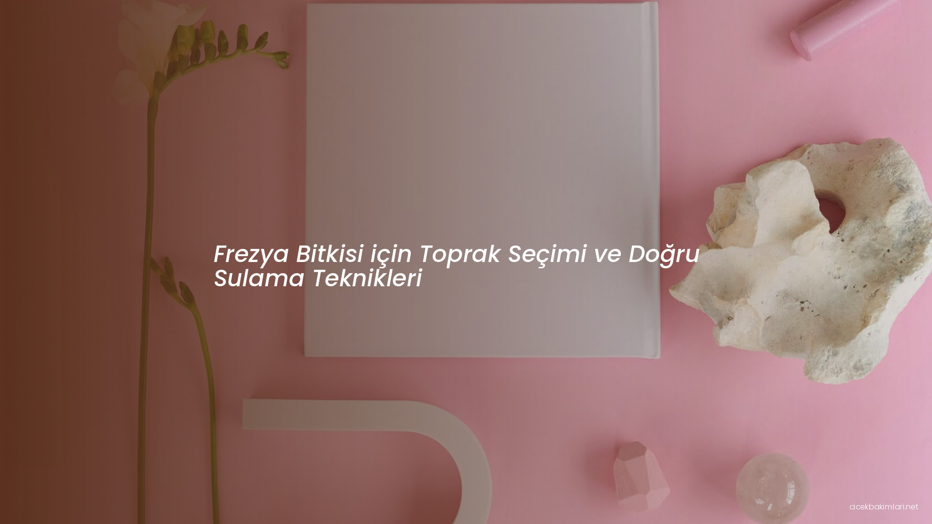 Frezya Bitkisi için Toprak Seçimi ve Doğru Sulama Teknikleri