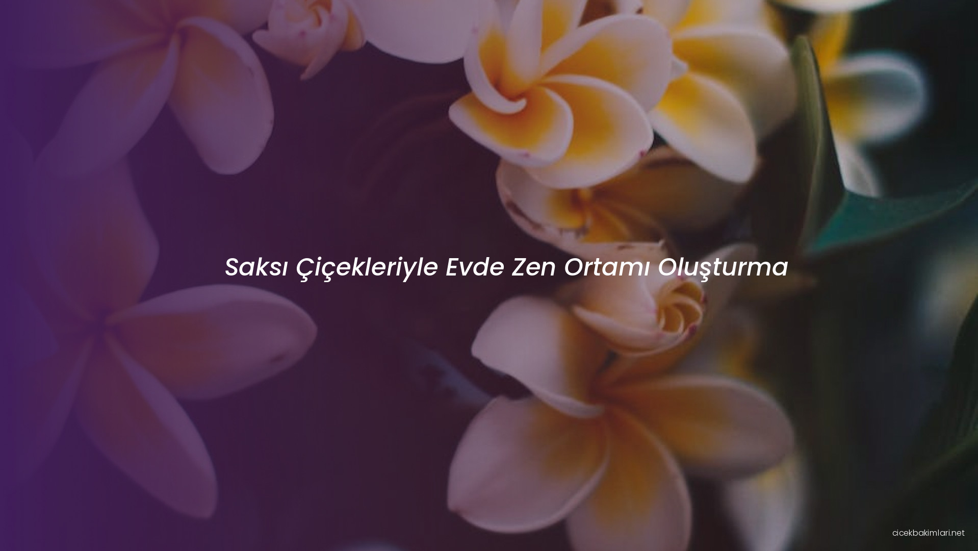 Saksı Çiçekleriyle Evde Zen Ortamı Oluşturma