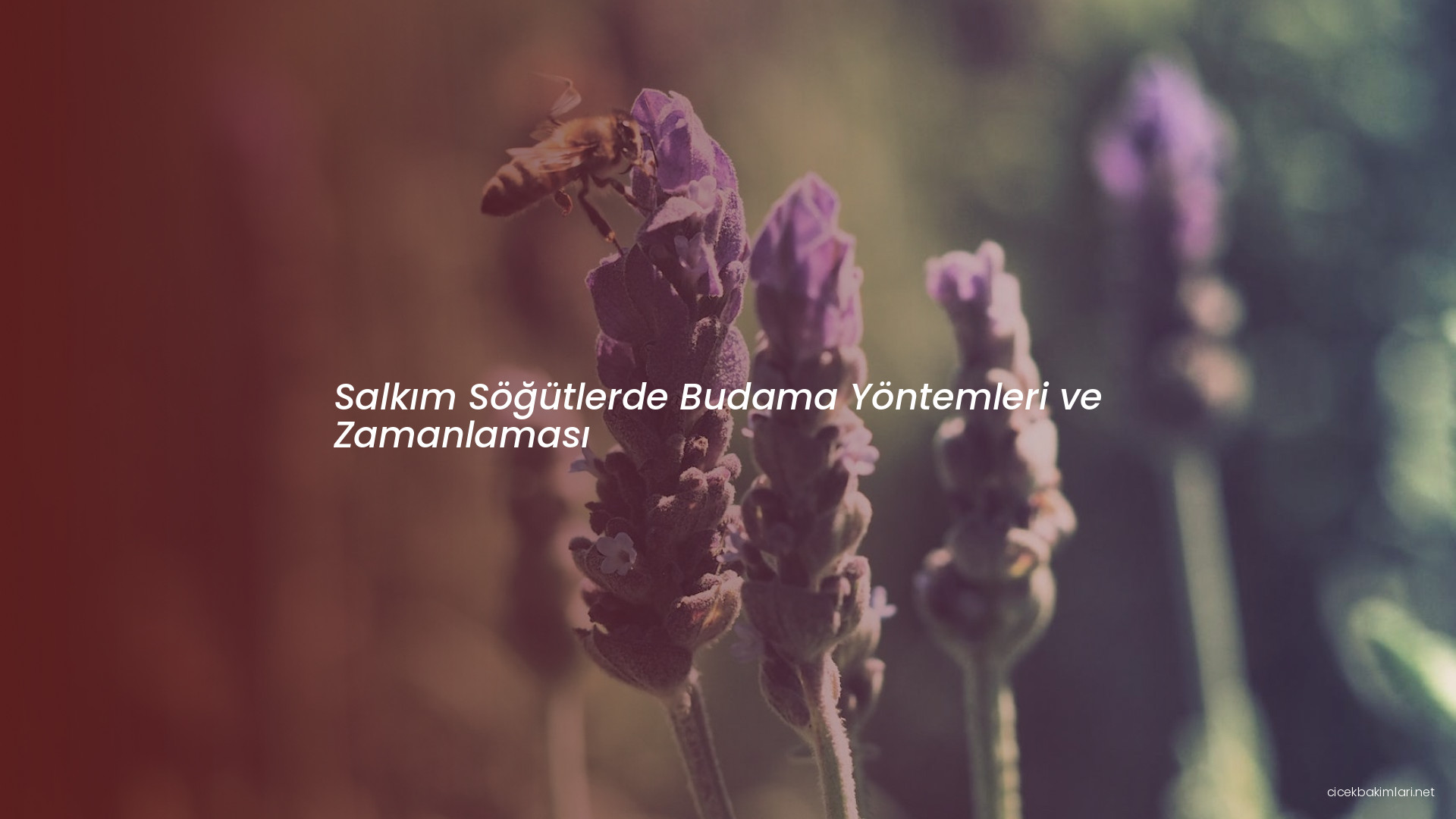 Salkım Söğütlerde Budama Yöntemleri ve Zamanlaması