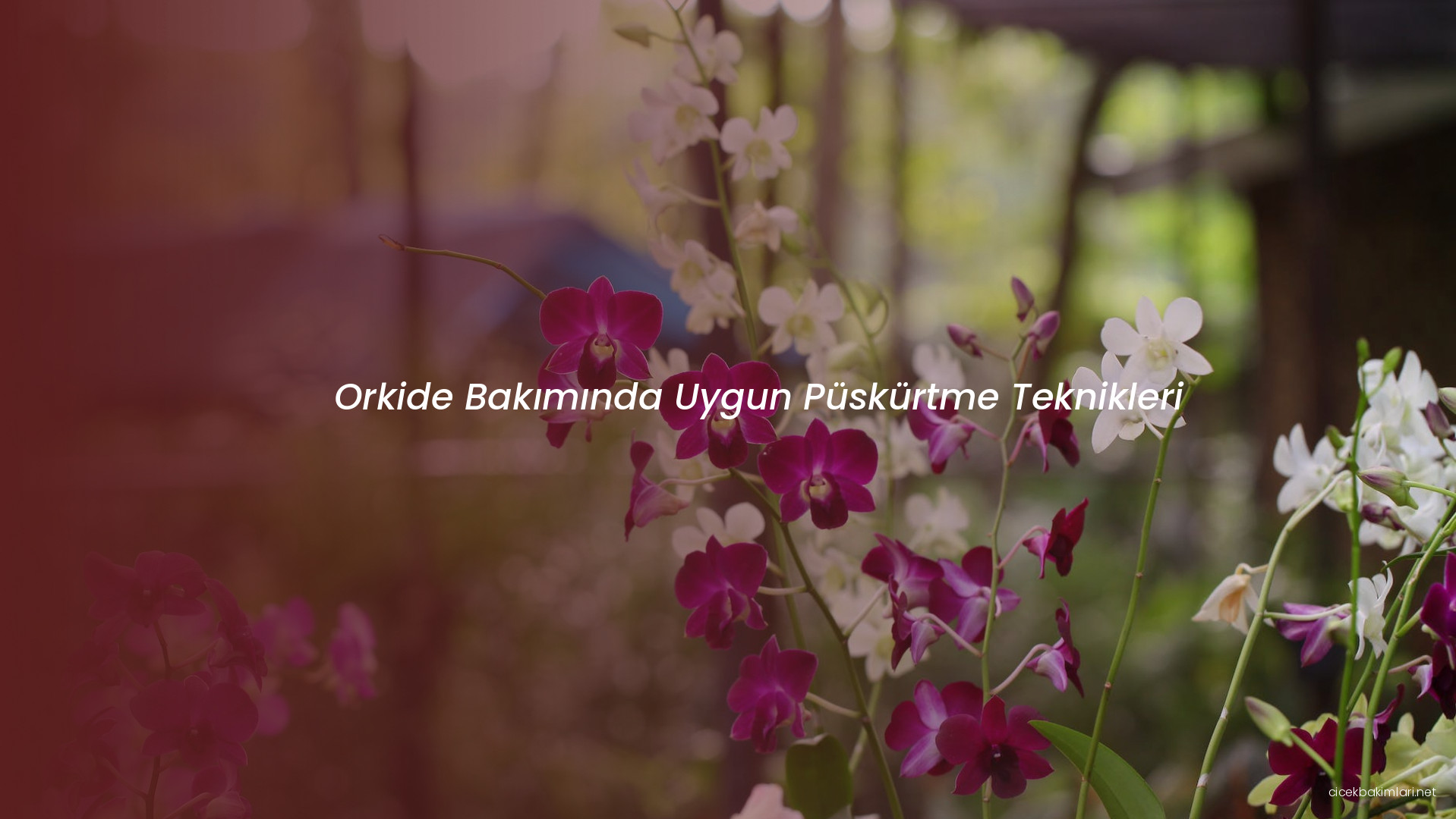 Orkide Bakımında Uygun Püskürtme Teknikleri