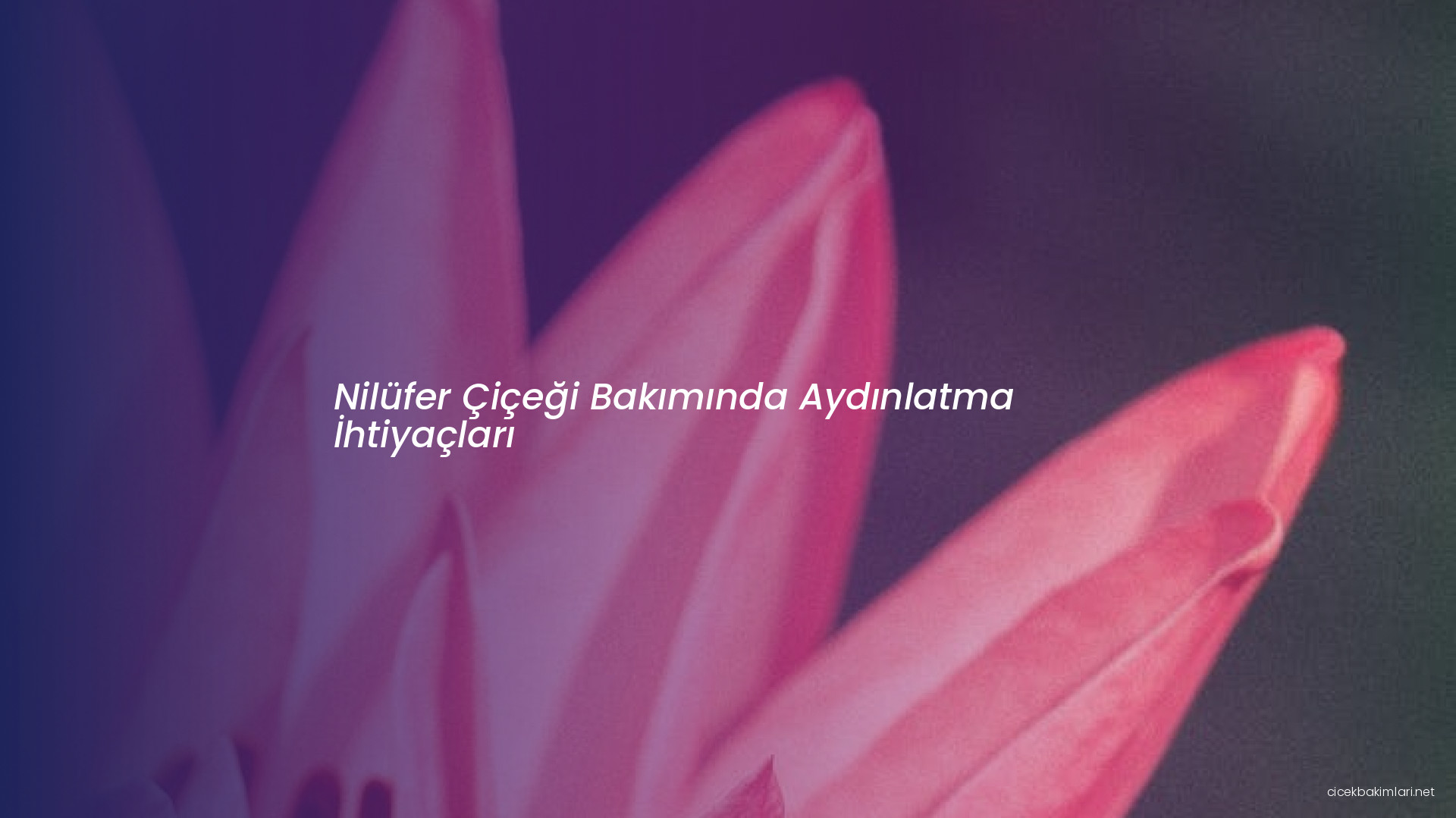 Nilüfer Çiçeği Bakımında Aydınlatma İhtiyaçları
