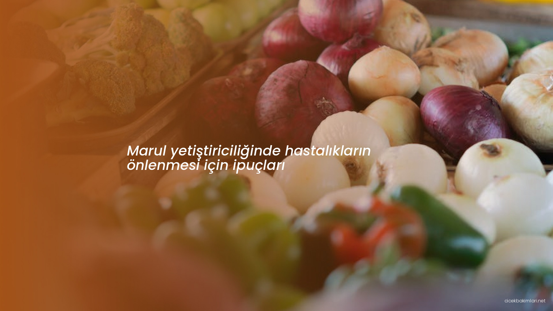 Marul yetiştiriciliğinde hastalıkların önlenmesi için ipuçları