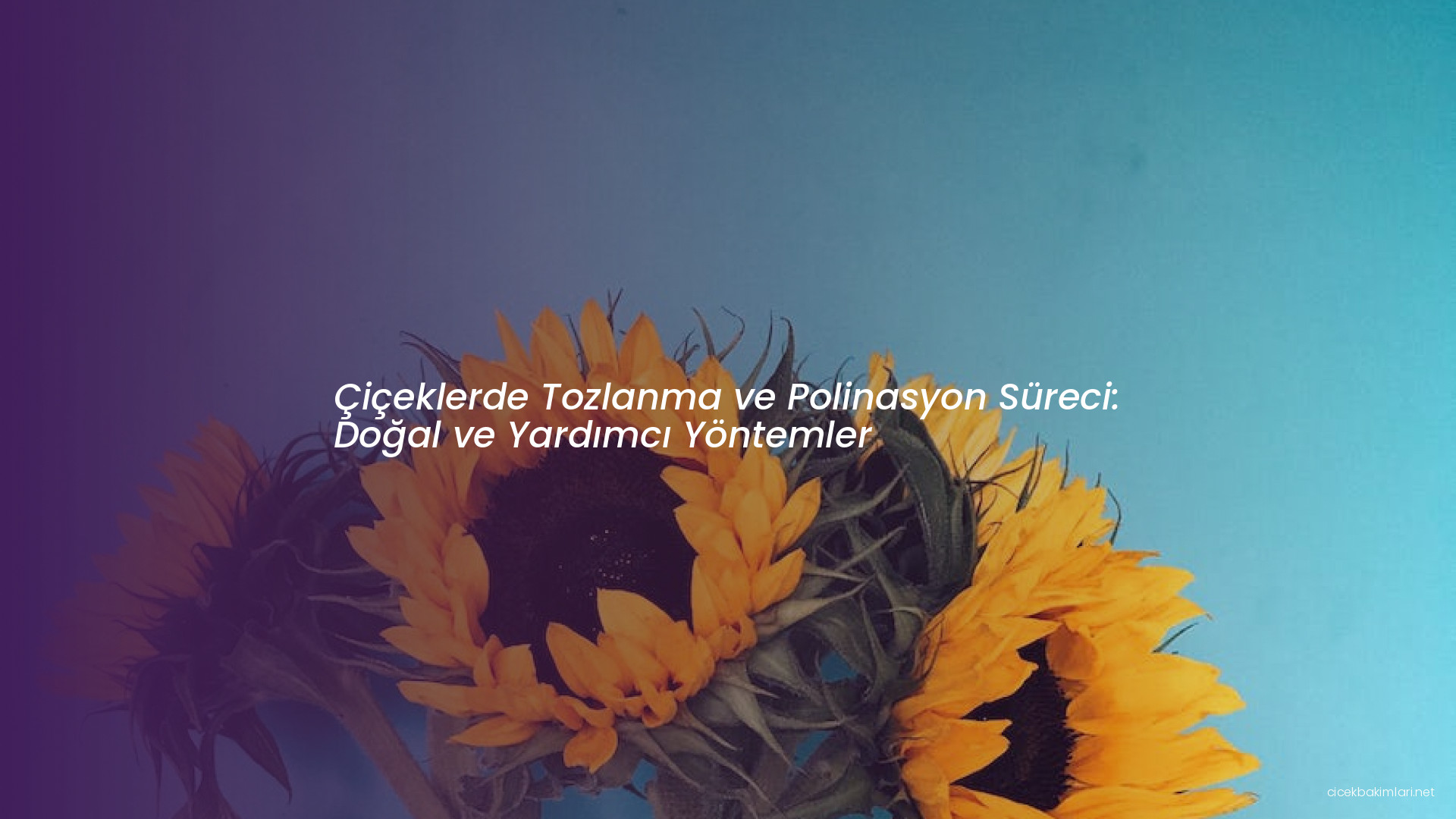 Çiçeklerde Tozlanma ve Polinasyon Süreci: Doğal ve Yardımcı Yöntemler