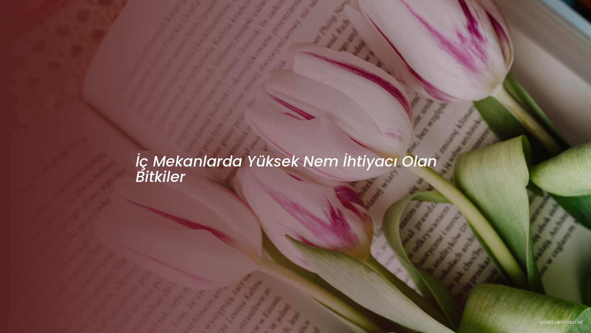 İç Mekanlarda Yüksek Nem İhtiyacı Olan Bitkiler