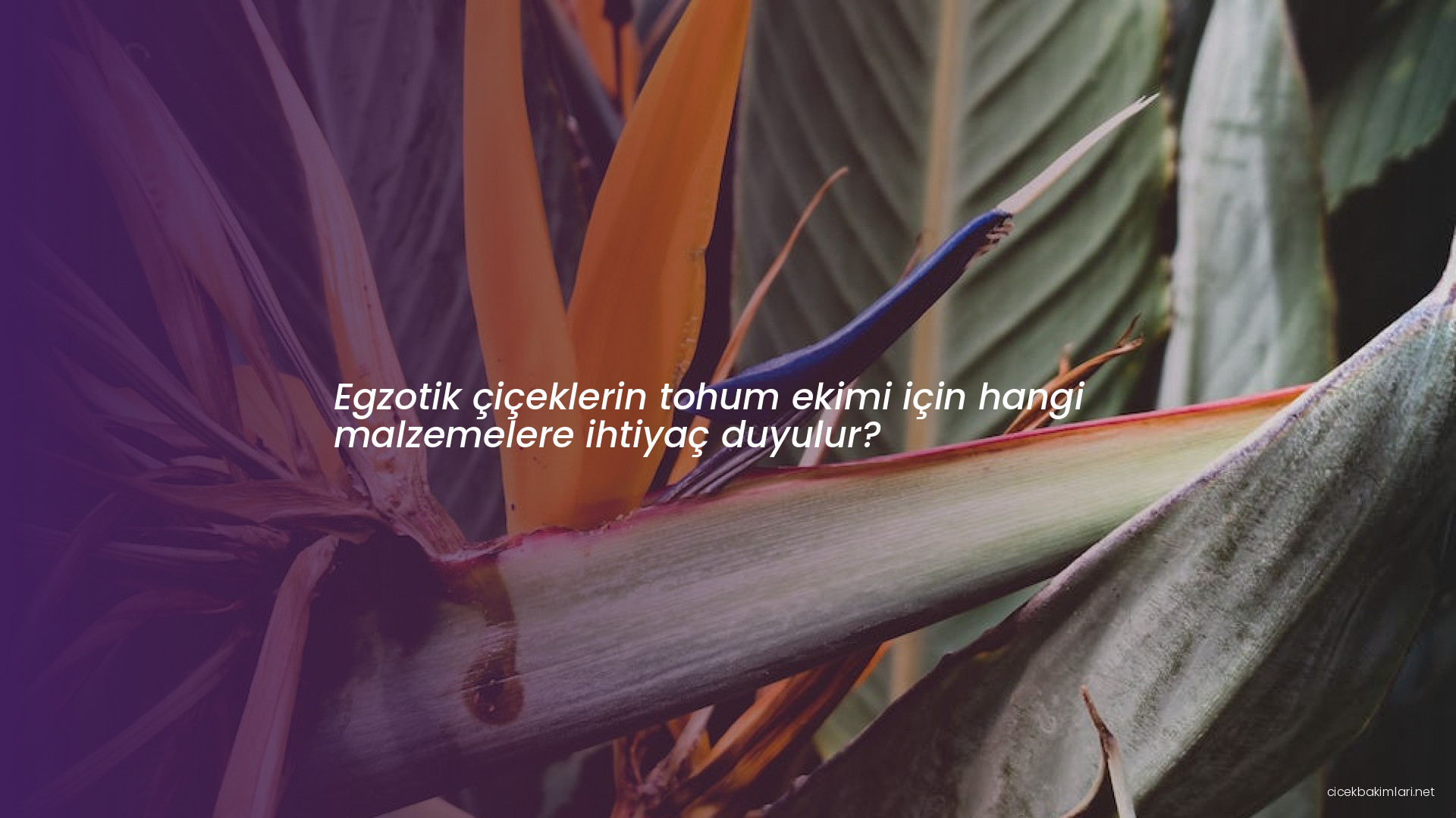 Egzotik çiçeklerin tohum ekimi için hangi malzemelere ihtiyaç duyulur?