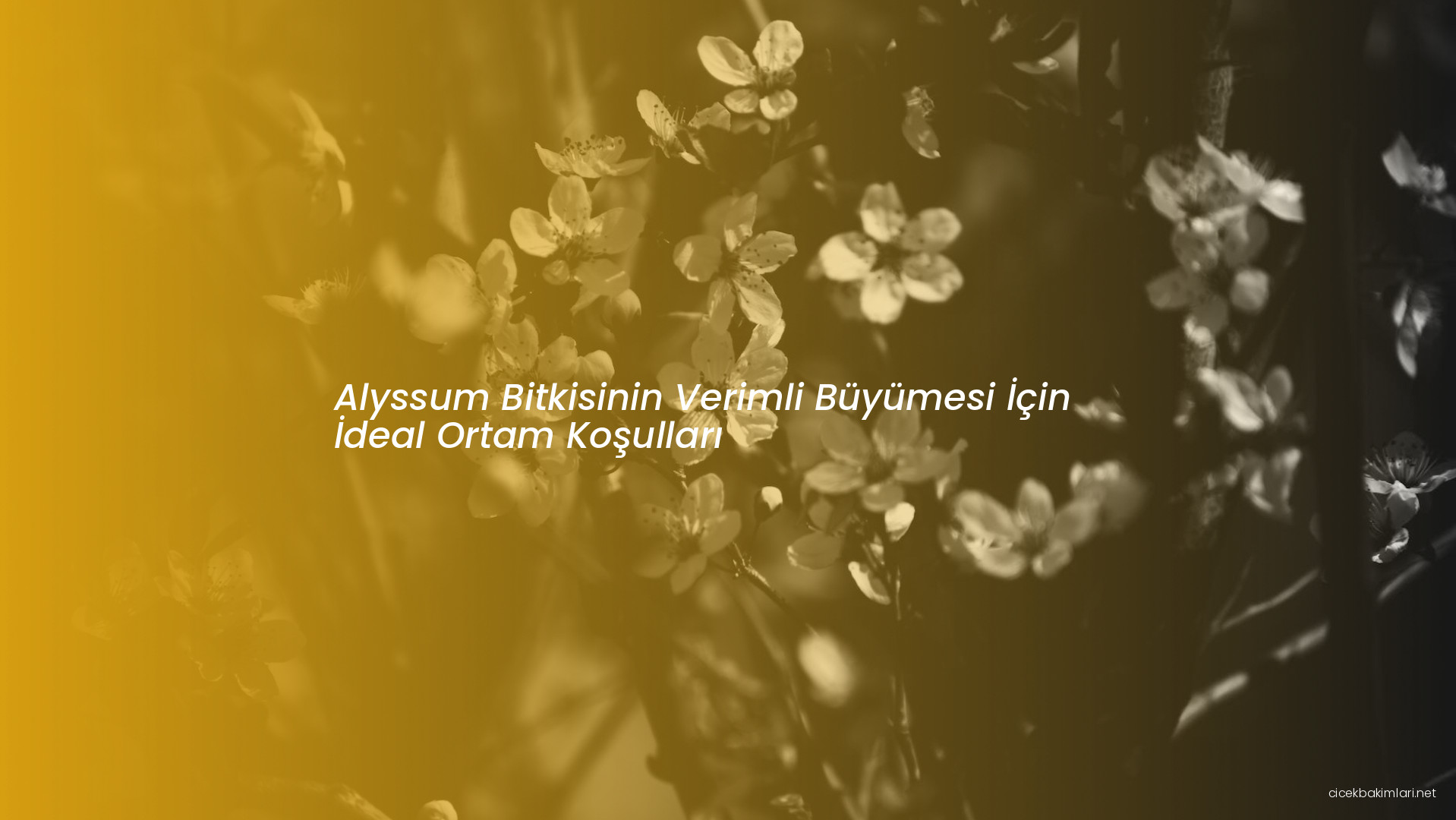 Alyssum Bitkisinin Verimli Büyümesi İçin İdeal Ortam Koşulları