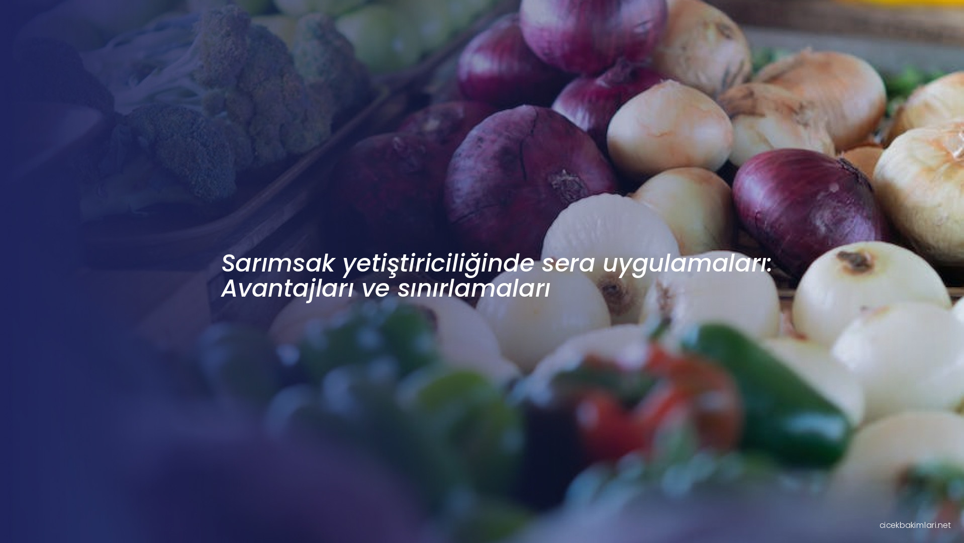 Sarımsak yetiştiriciliğinde sera uygulamaları: Avantajları ve sınırlamaları