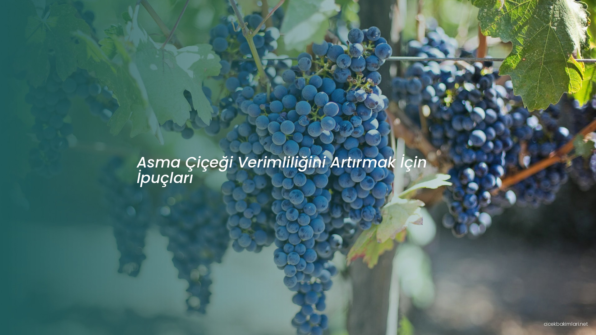 Asma Çiçeği Verimliliğini Artırmak İçin İpuçları