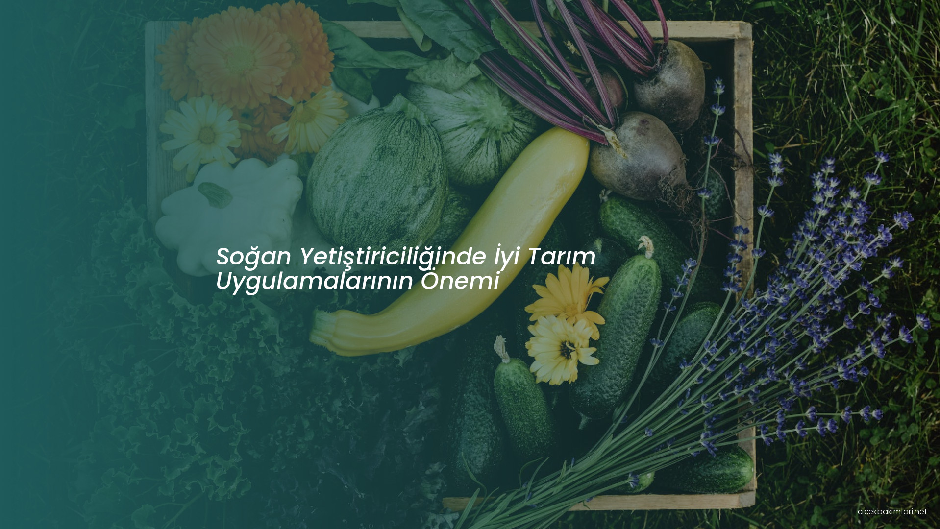 Soğan Yetiştiriciliğinde İyi Tarım Uygulamalarının Önemi