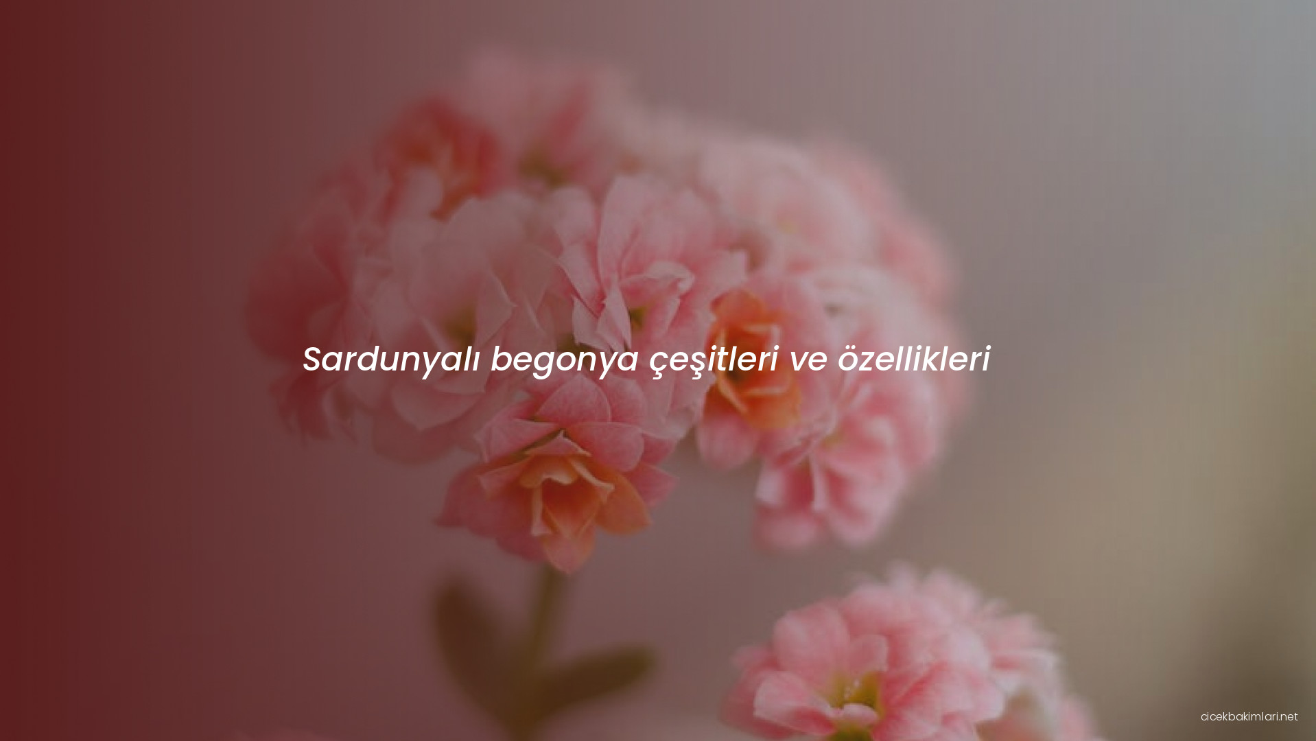 Sardunyalı begonya çeşitleri ve özellikleri