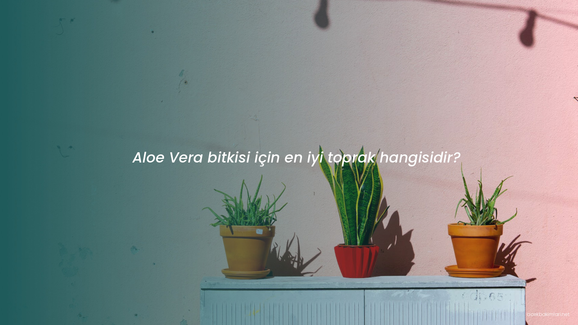 Aloe Vera bitkisi için en iyi toprak hangisidir?
